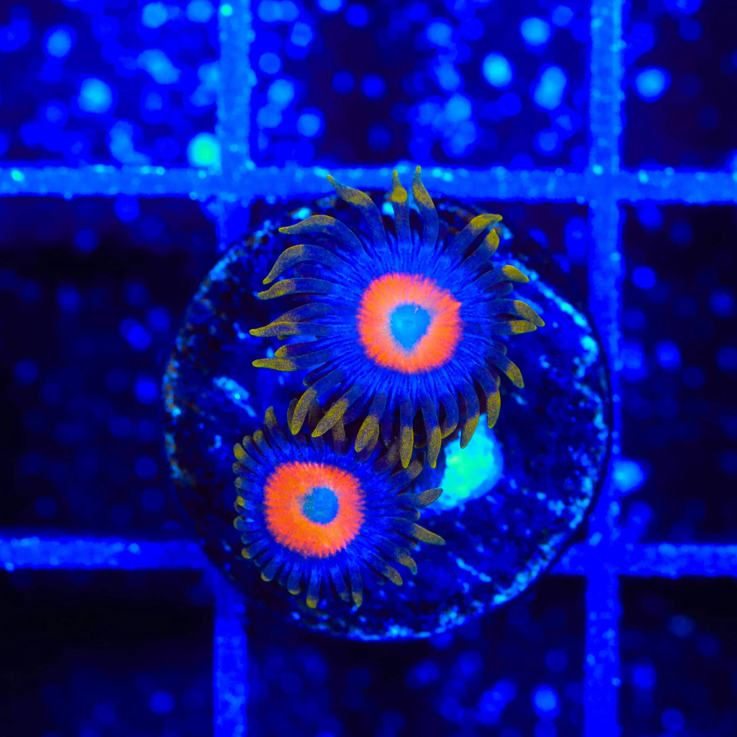 TSA Tiger Eye Zoanthids Coral - Image 2