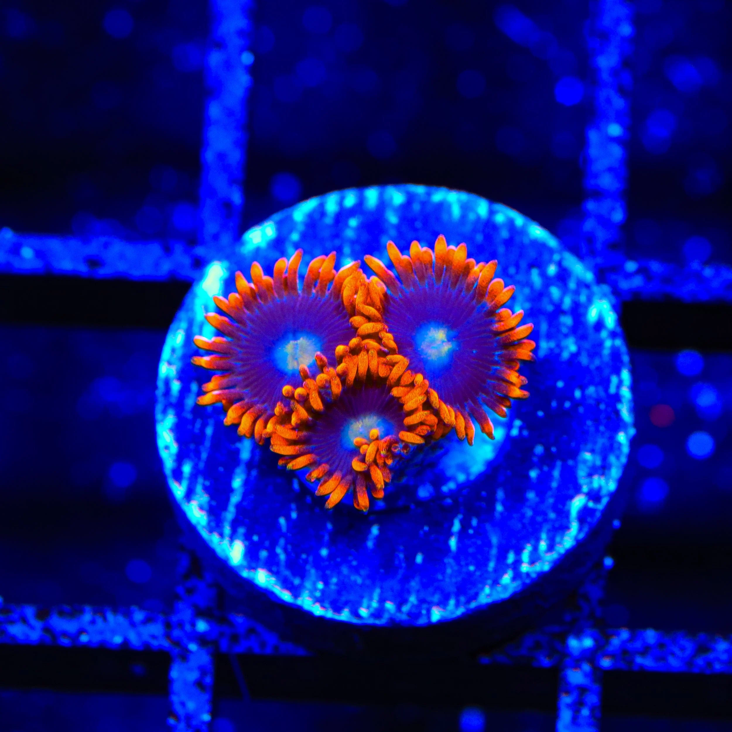 Time Warp Zoanthids Coral - Image 3