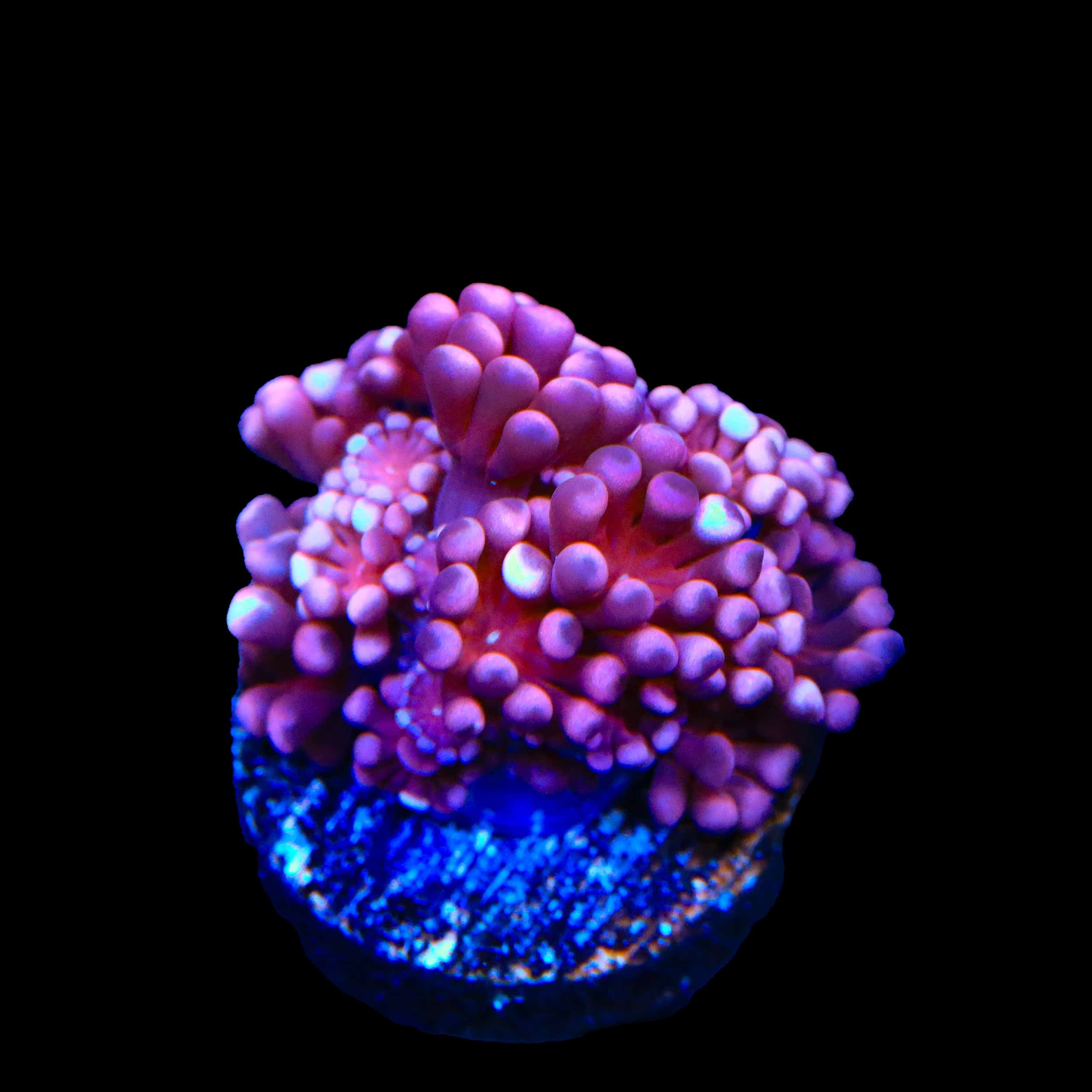 TSA Axl Rose Alveopora Coral - Image 2