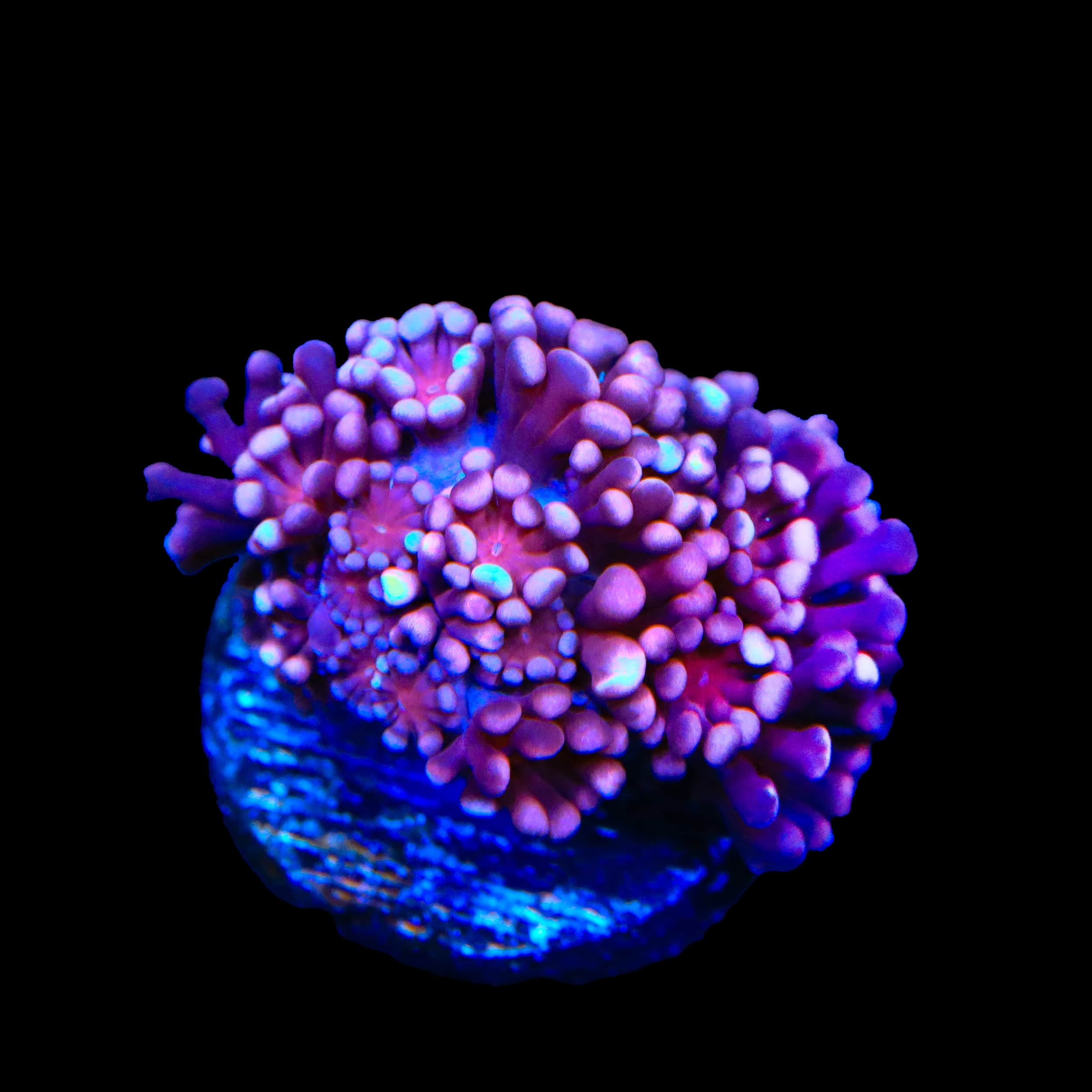 TSA Axl Rose Alveopora Coral - Image 3