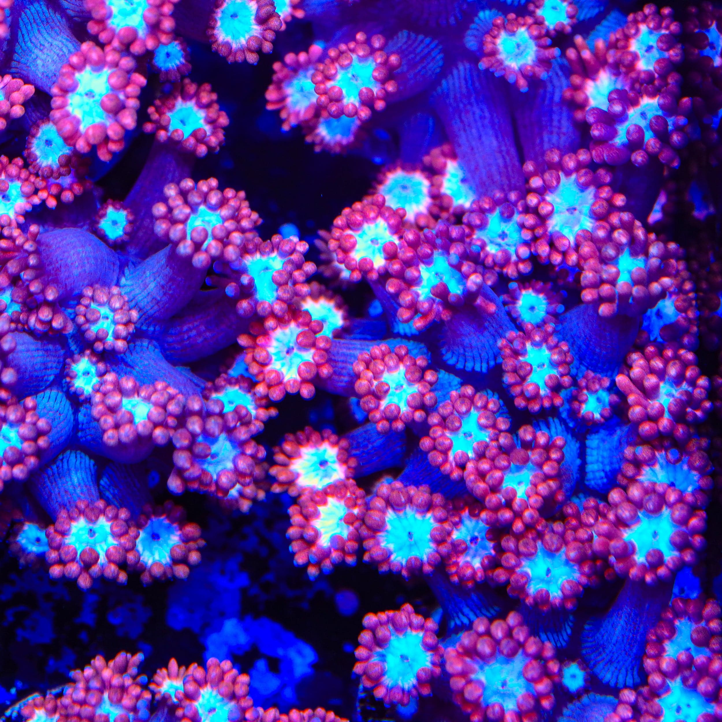 TSA Alice In Wonderland Alveopora Coral - Image 2