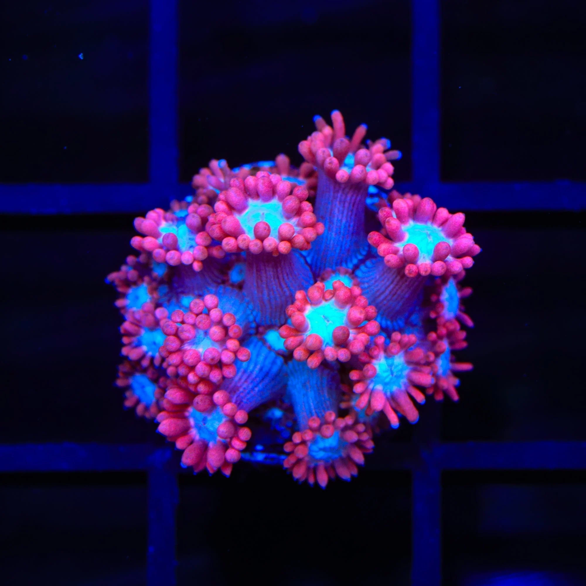TSA Alice In Wonderland Goniopora Coral - Image 2