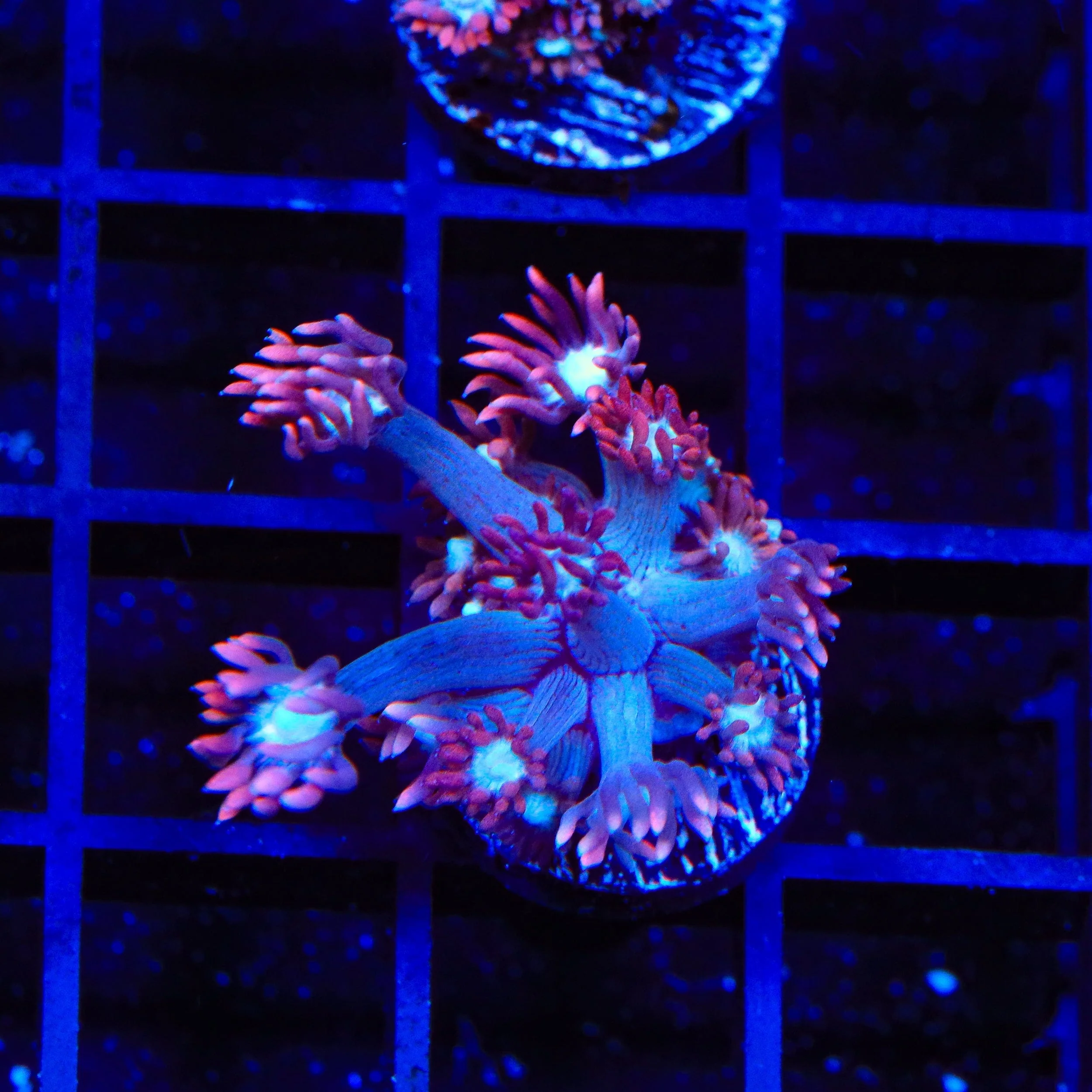TSA Alice In Wonderland Goniopora Coral - Image 3