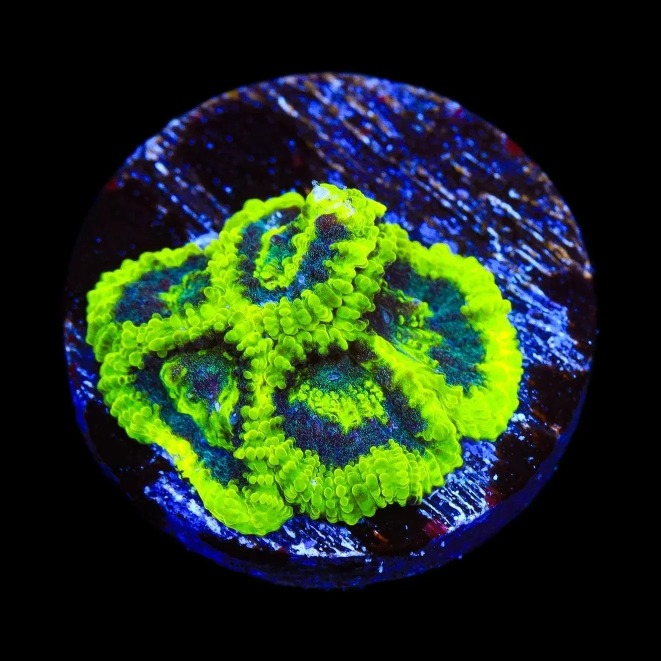TSA Antivenom Favia Coral - Image 2