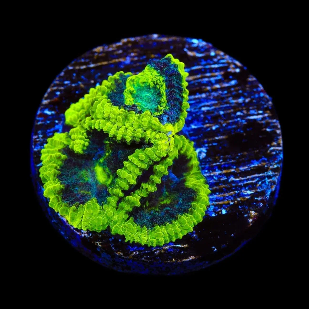TSA Antivenom Favia Coral - Image 3