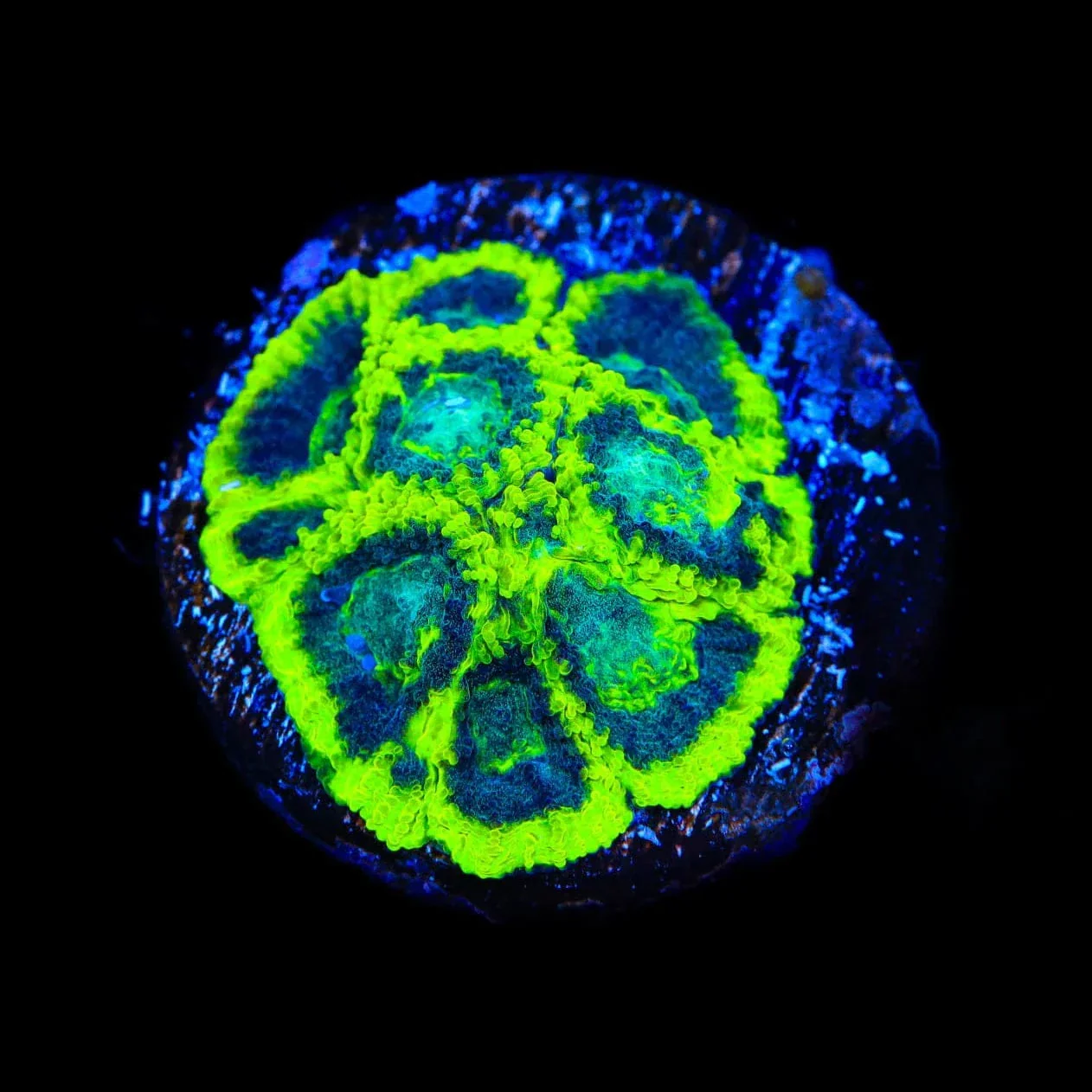 TSA Antivenom Favia Coral - Image 4