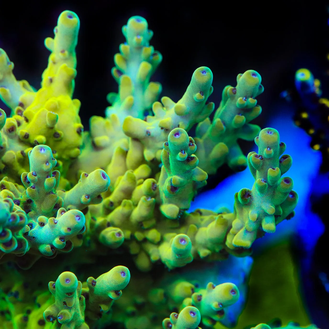 TSA Honeysuckle Acropora Coral - Image 2