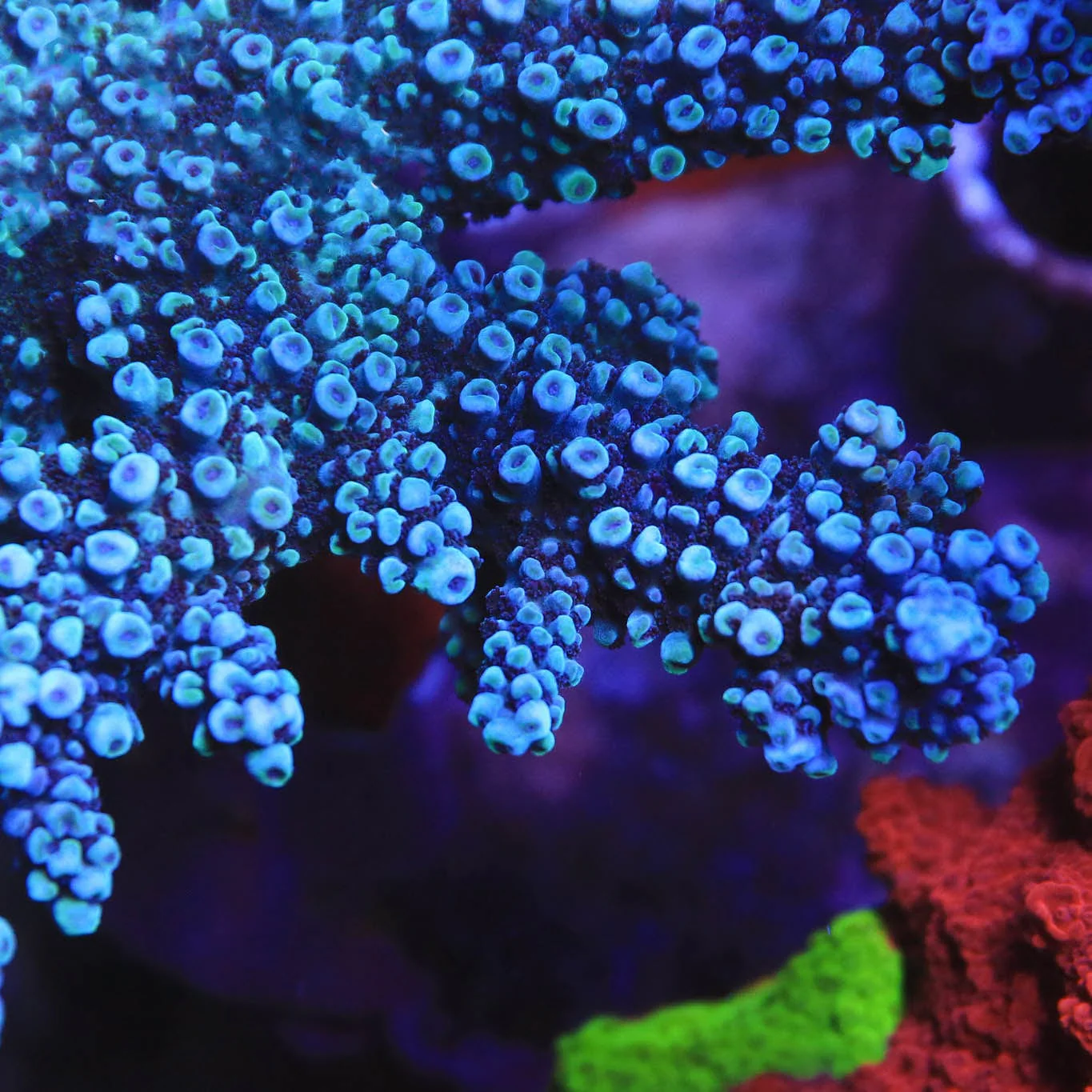 TSA Bali Blue Slimer Acropora XL Frag Coral - Image 2