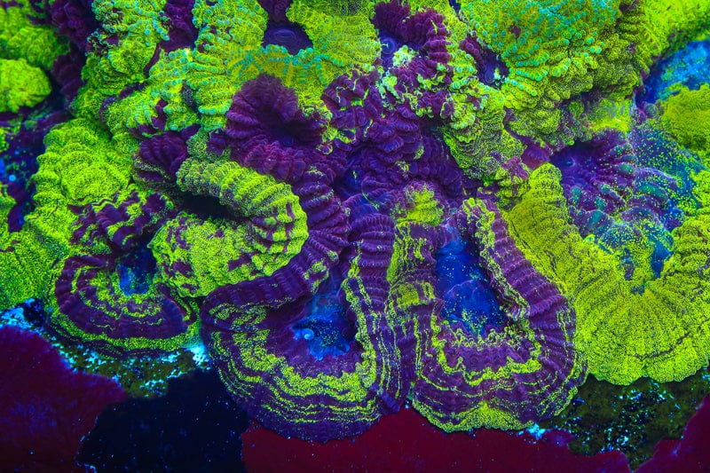 TSA Big Bang Favia Coral - Image 2