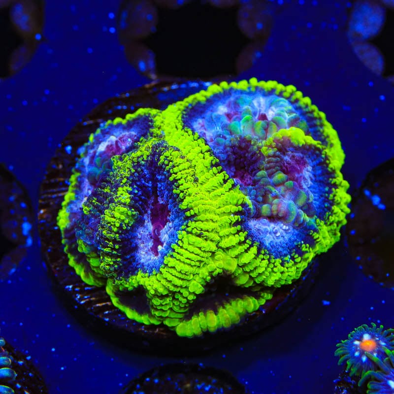 TSA Black Mamba Favia Coral - Image 2
