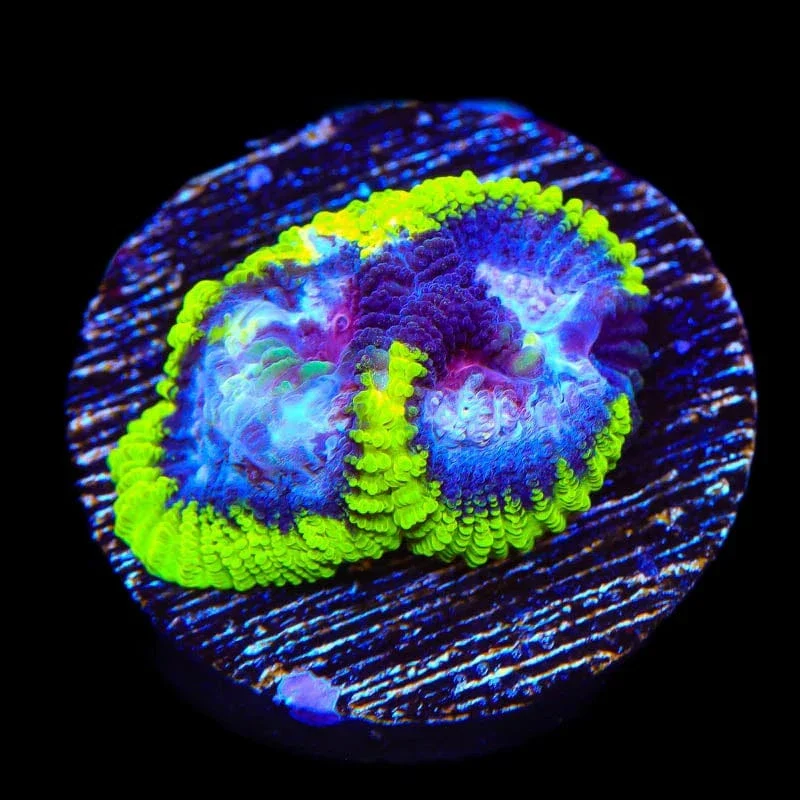 TSA Black Mamba Favia Coral - Image 3