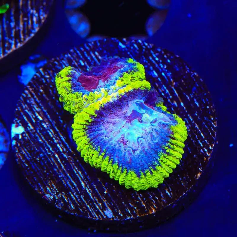 TSA Black Mamba Favia Coral - Image 4