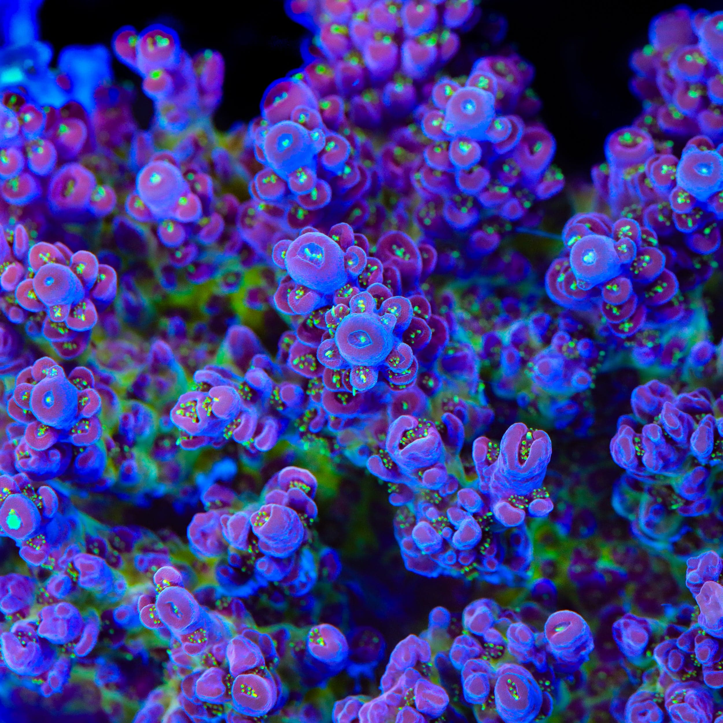 TSA Black Rose Acropora Coral - Image 2