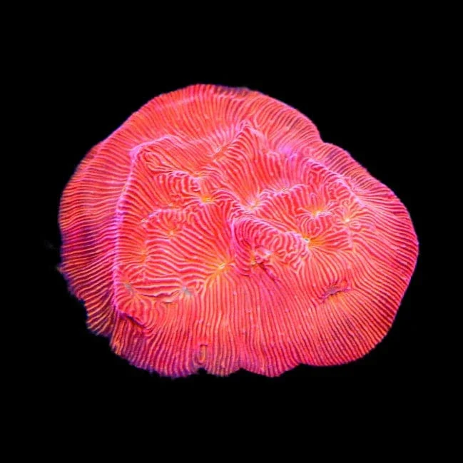 TSA Blood Simple Leptoseris Coral - Image 2