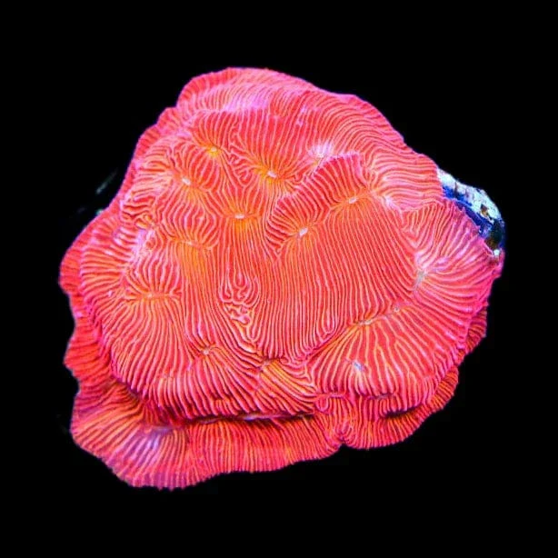 TSA Blood Simple Leptoseris Coral - Image 3