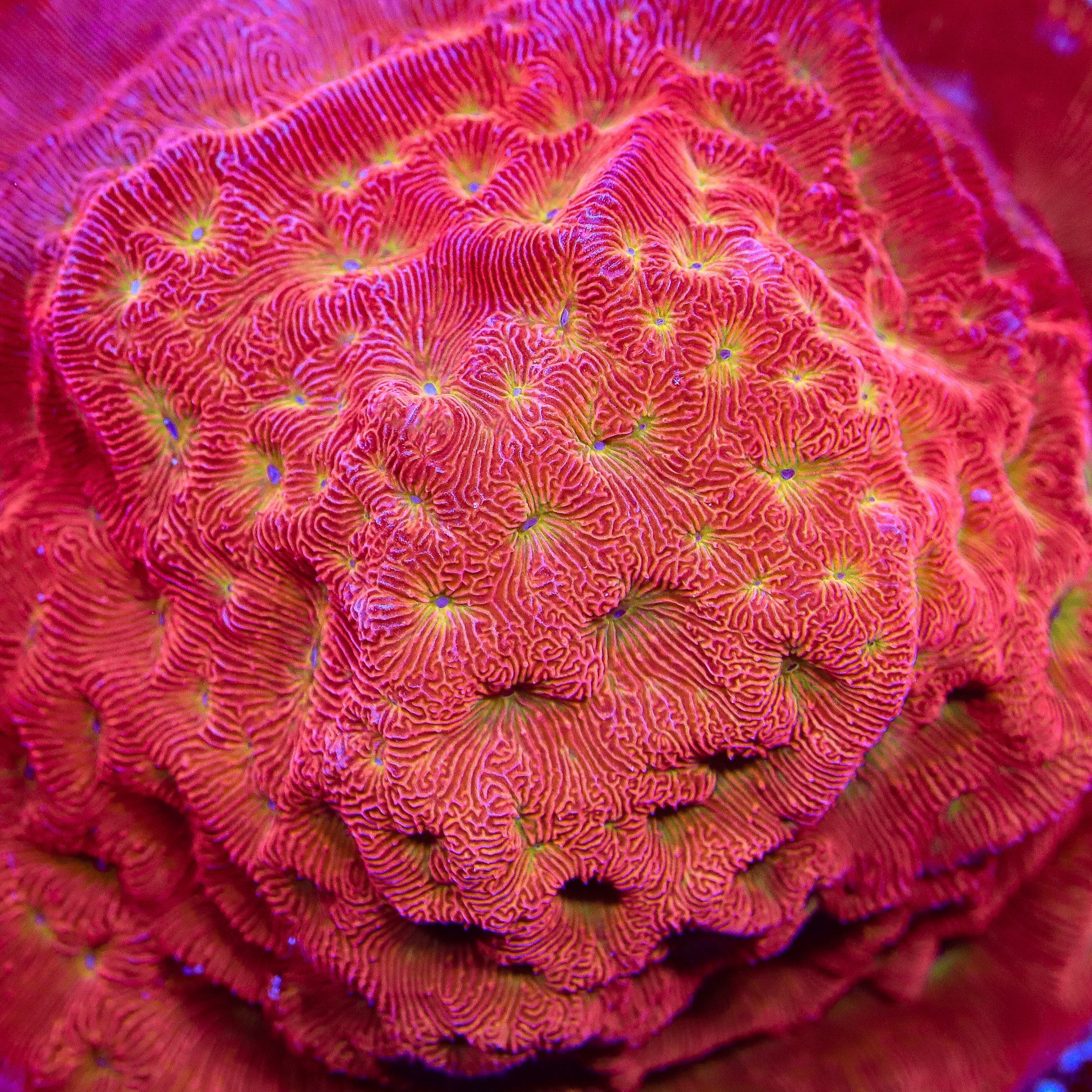 TSA Blood Simple Leptoseris Coral - Image 4