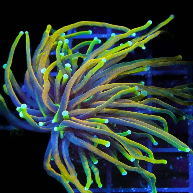 TSA Blowtorch Torch Coral - Image 2