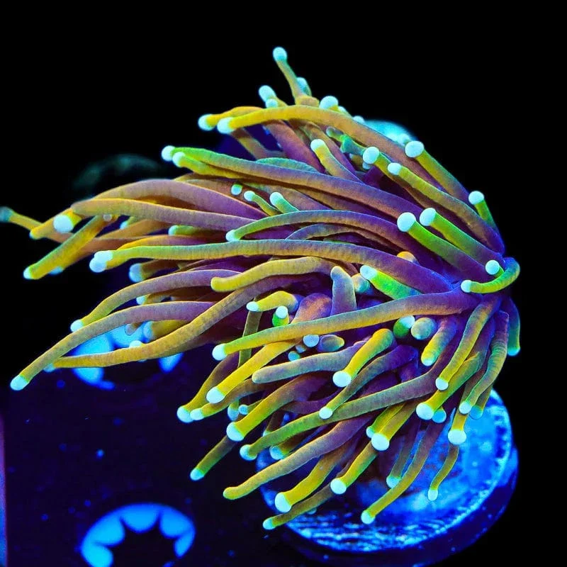 TSA Blowtorch Torch Coral - Image 3