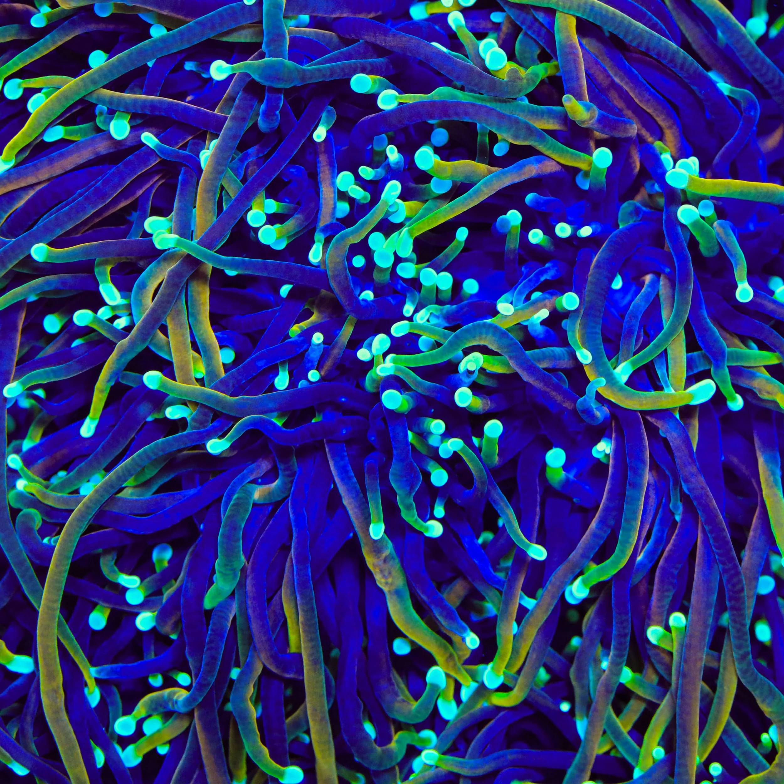 TSA Blowtorch Torch Coral - Image 4