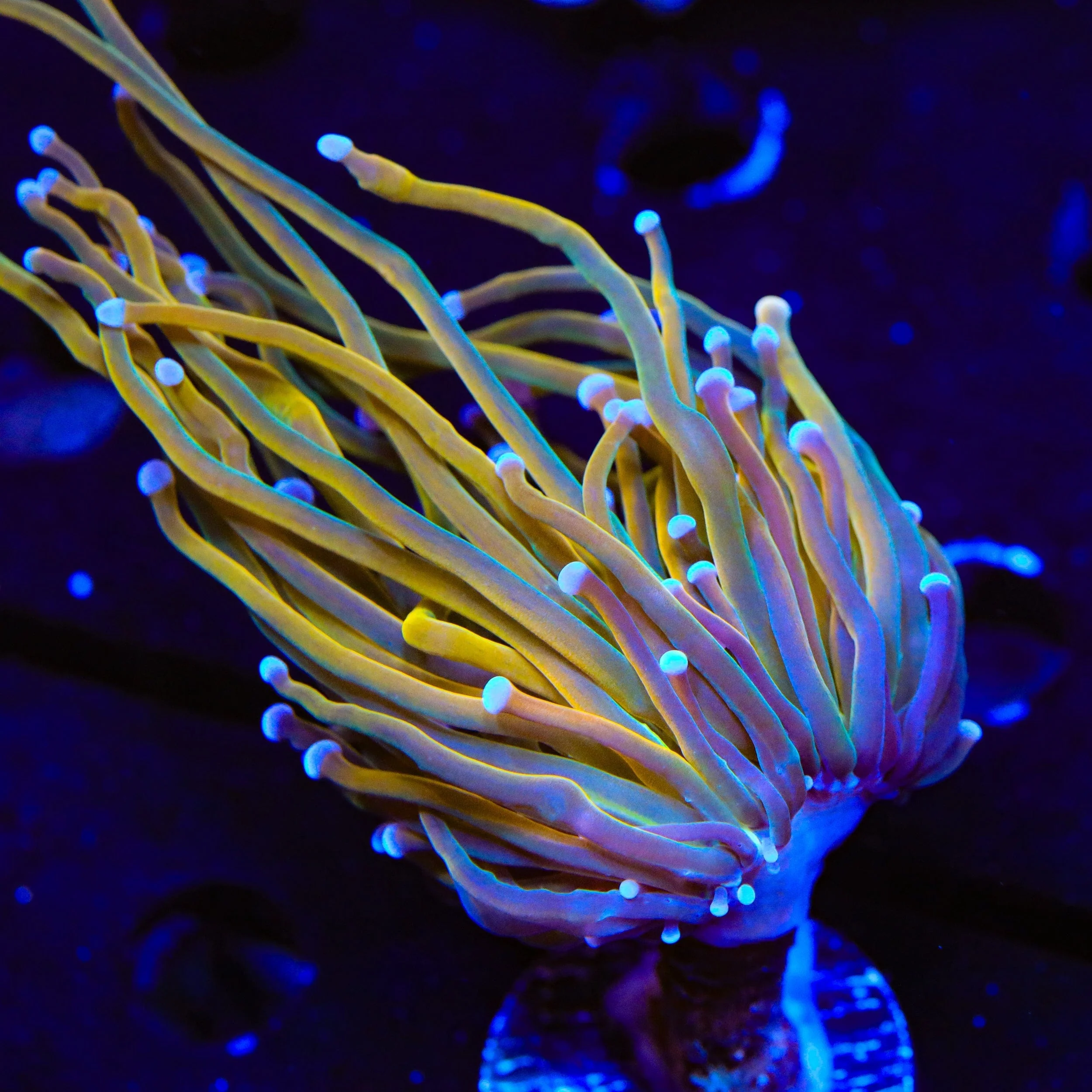 TSA Blowtorch Torch Coral