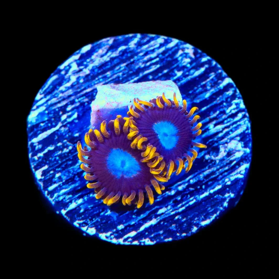 TSA Blue Eye Hornet Zoanthids Coral