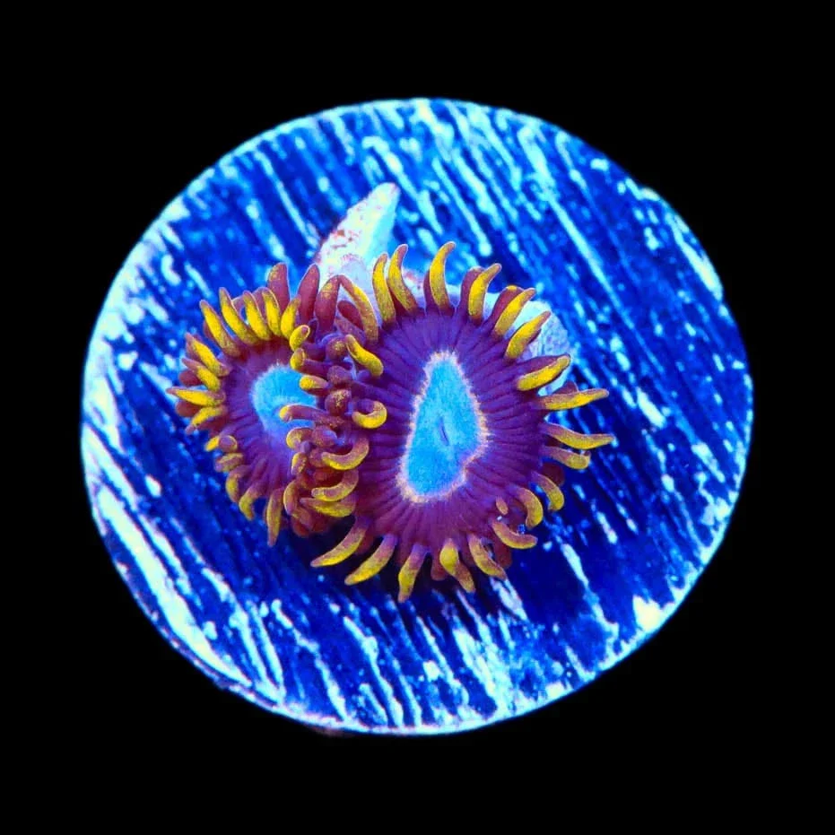 TSA Blue Eye Hornet Zoanthids Coral - Image 2