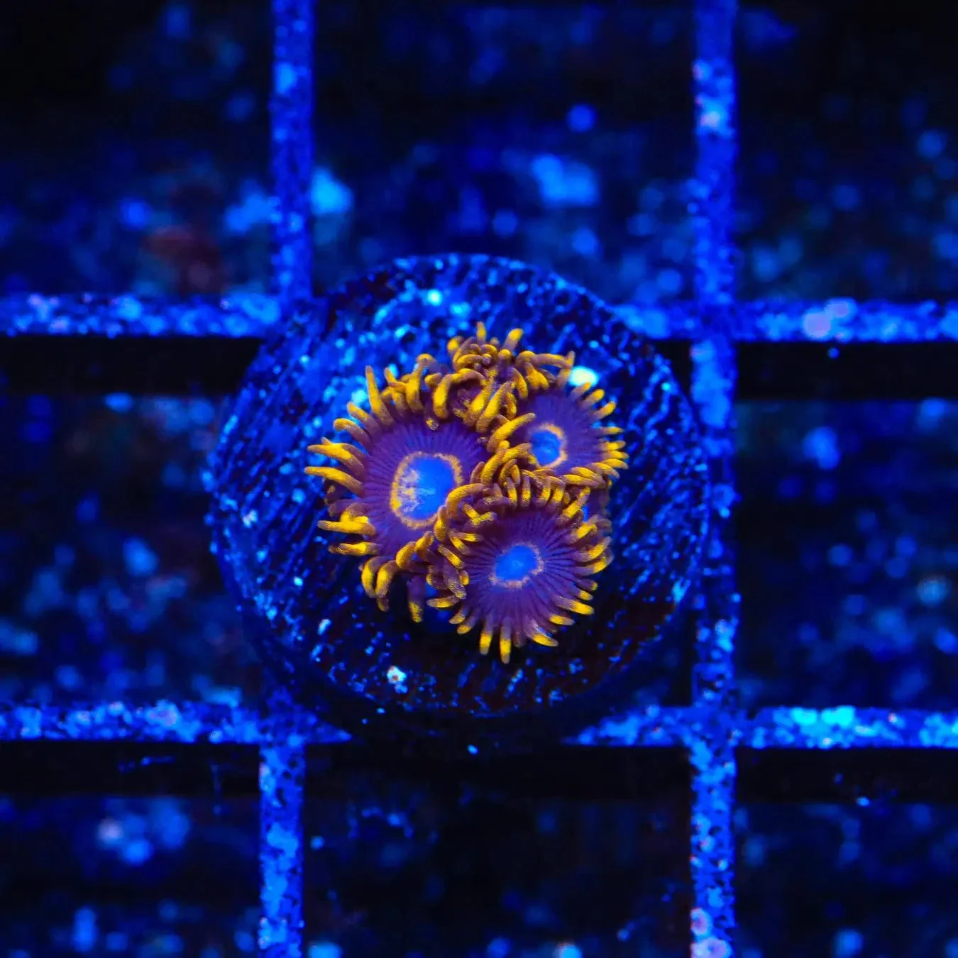 TSA Blue Eye Hornet Zoanthids Coral - Image 3