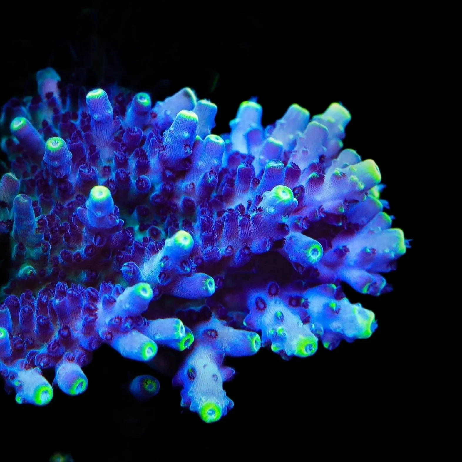 TSA Blue Flame Acropora Coral - Image 3