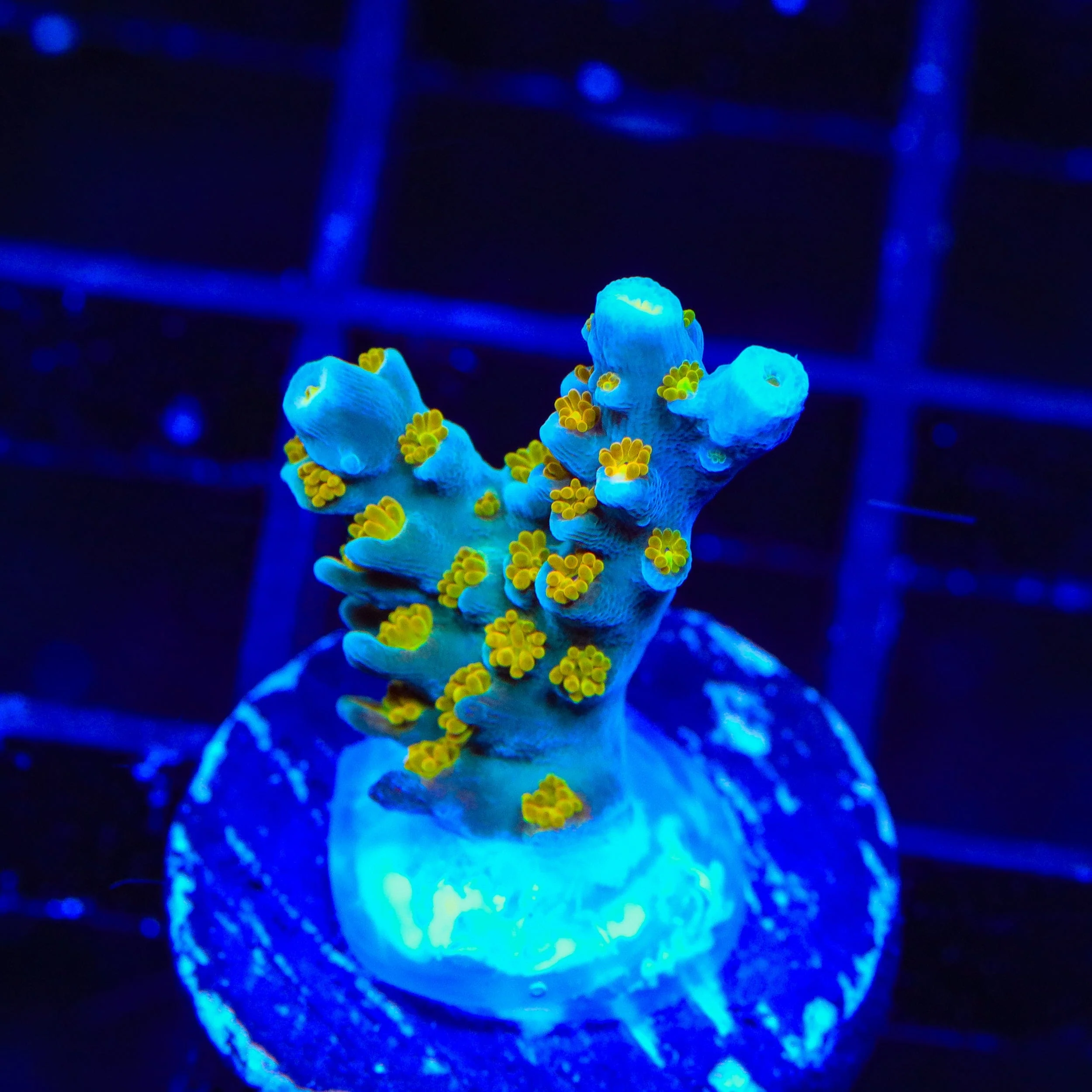 TSA Blue Ghost Acropora Coral - Image 2