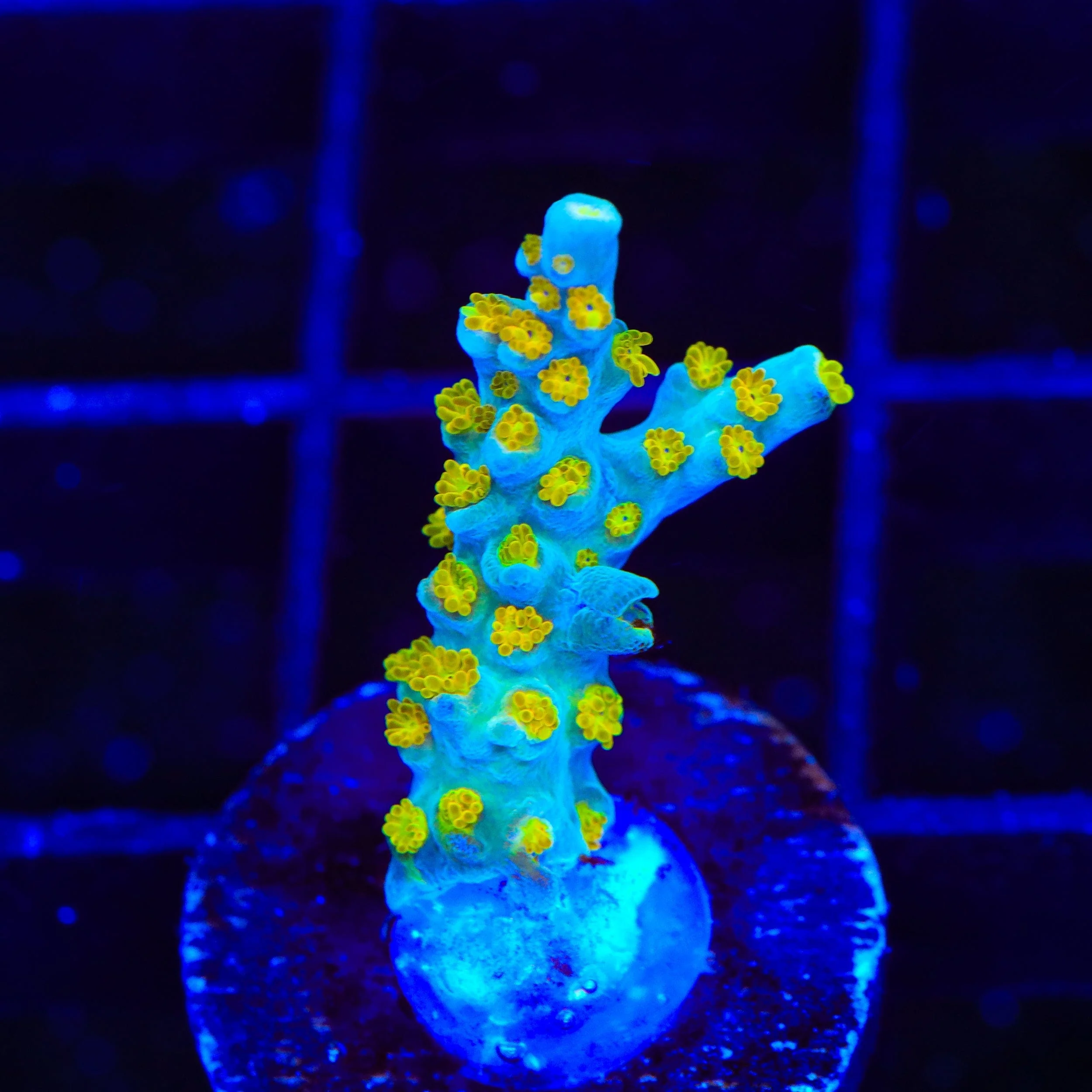 TSA Blue Ghost Acropora Coral - Image 3