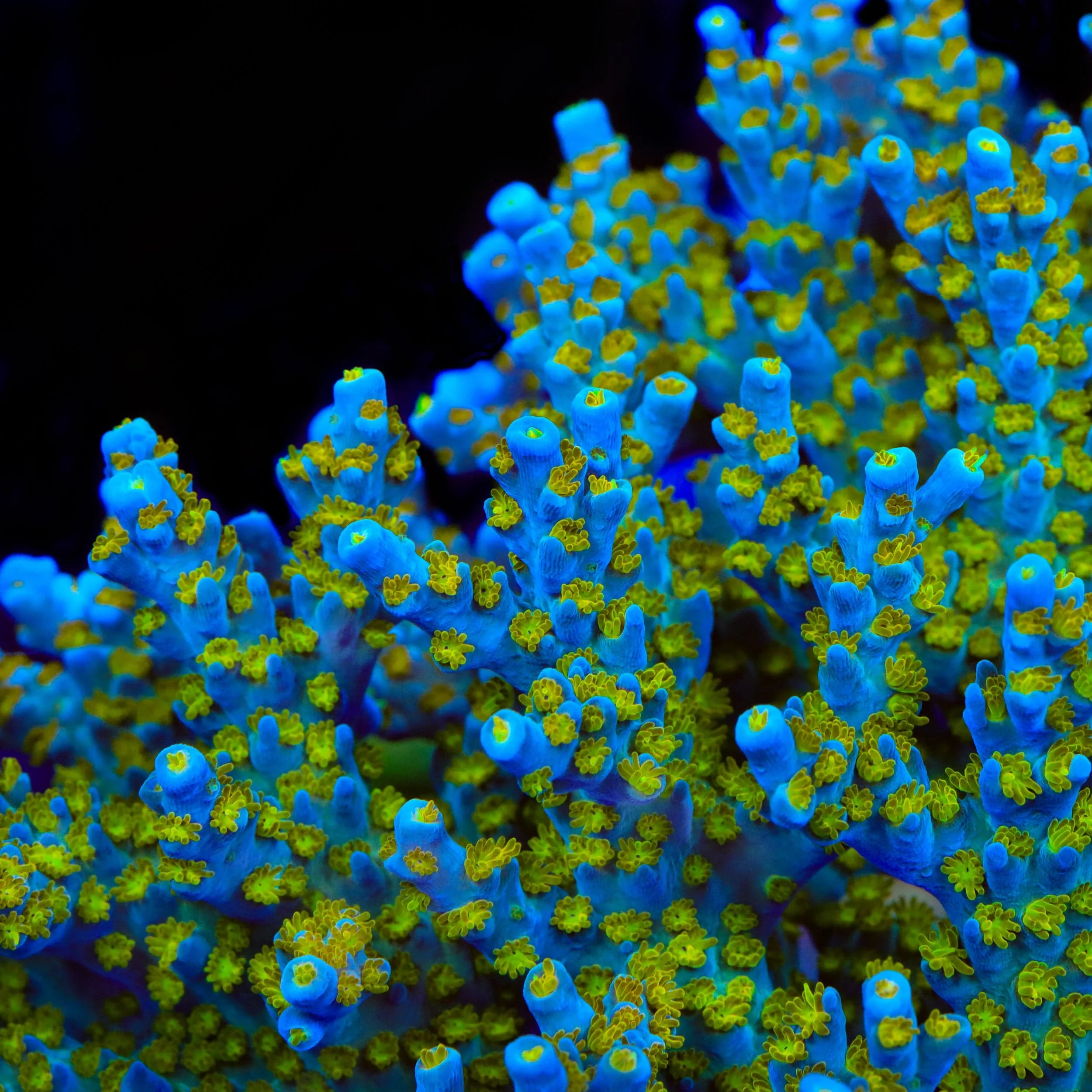 TSA Blue Ghost Acropora Coral - Image 4