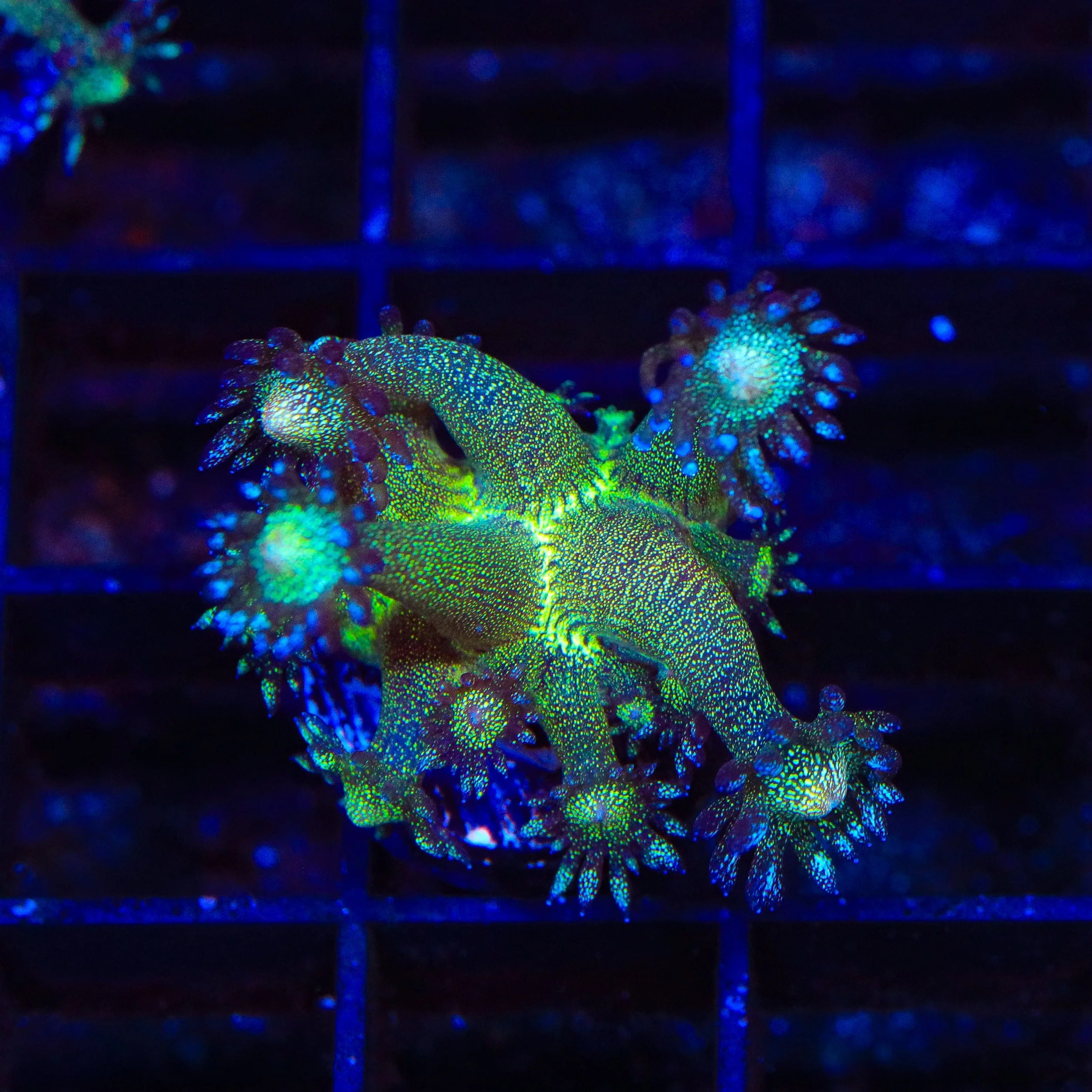 TSA Blueberry Glitter Goniopora Coral - Image 2