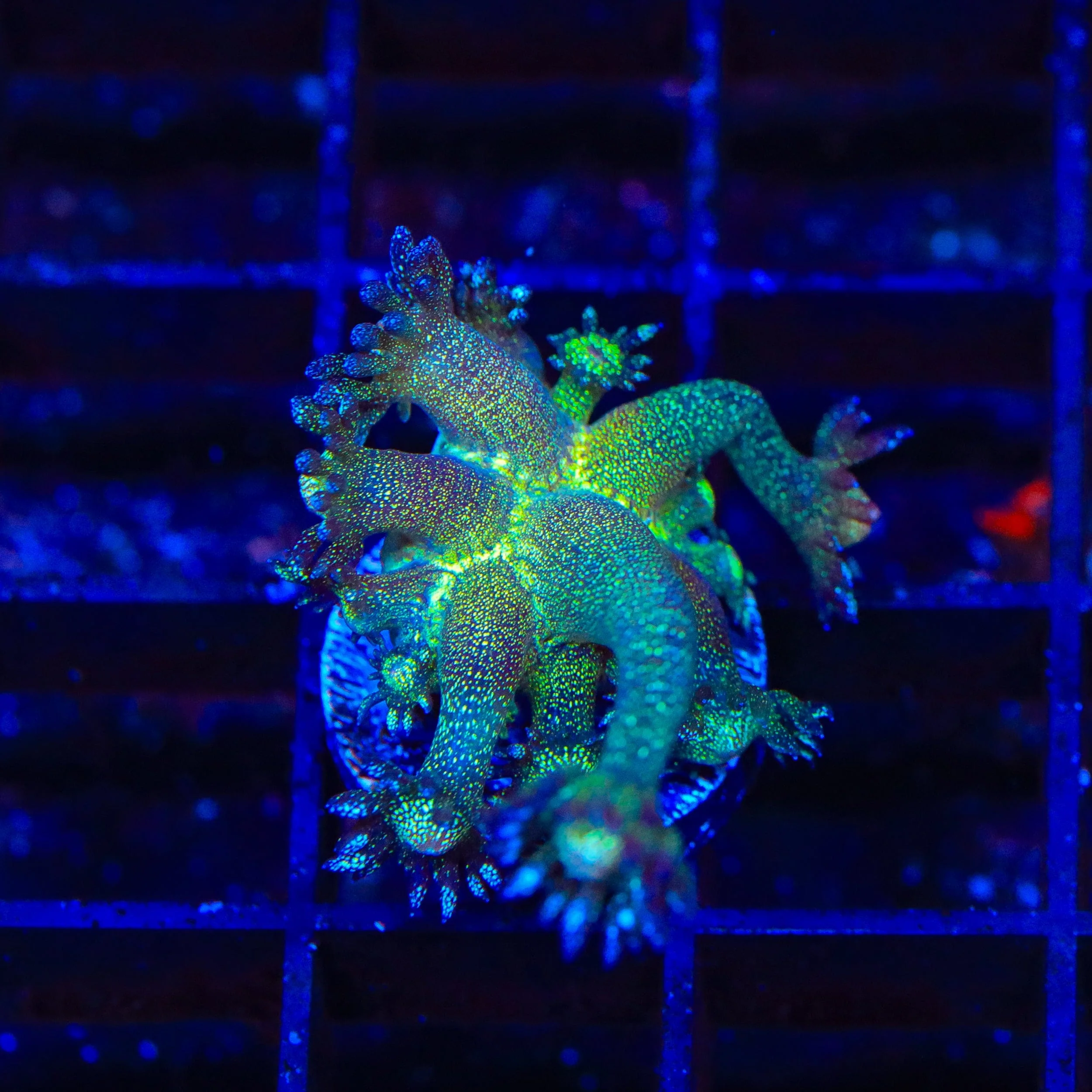 TSA Blueberry Glitter Goniopora Coral - Image 3