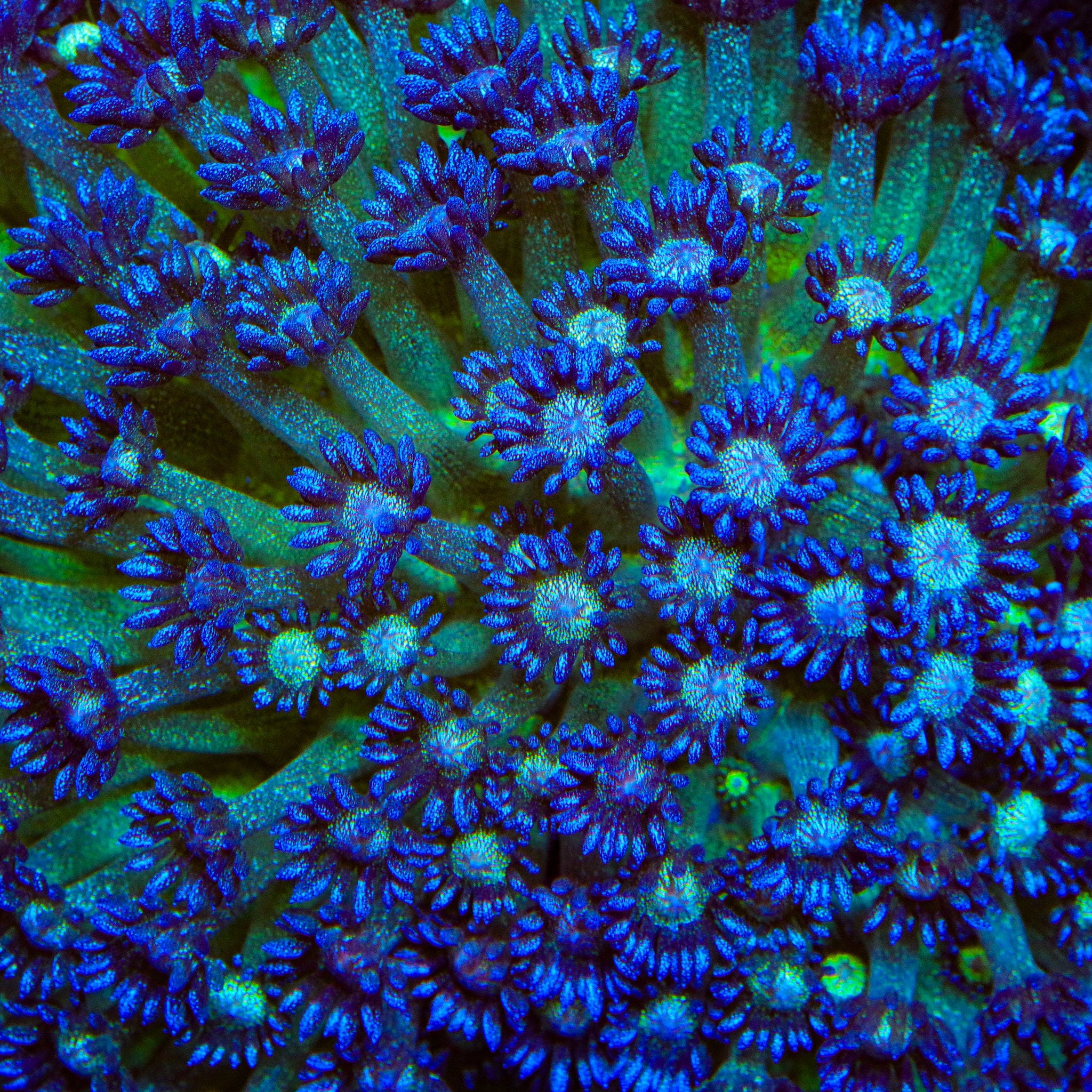 TSA Blueberry Glitter Goniopora Coral - Image 4