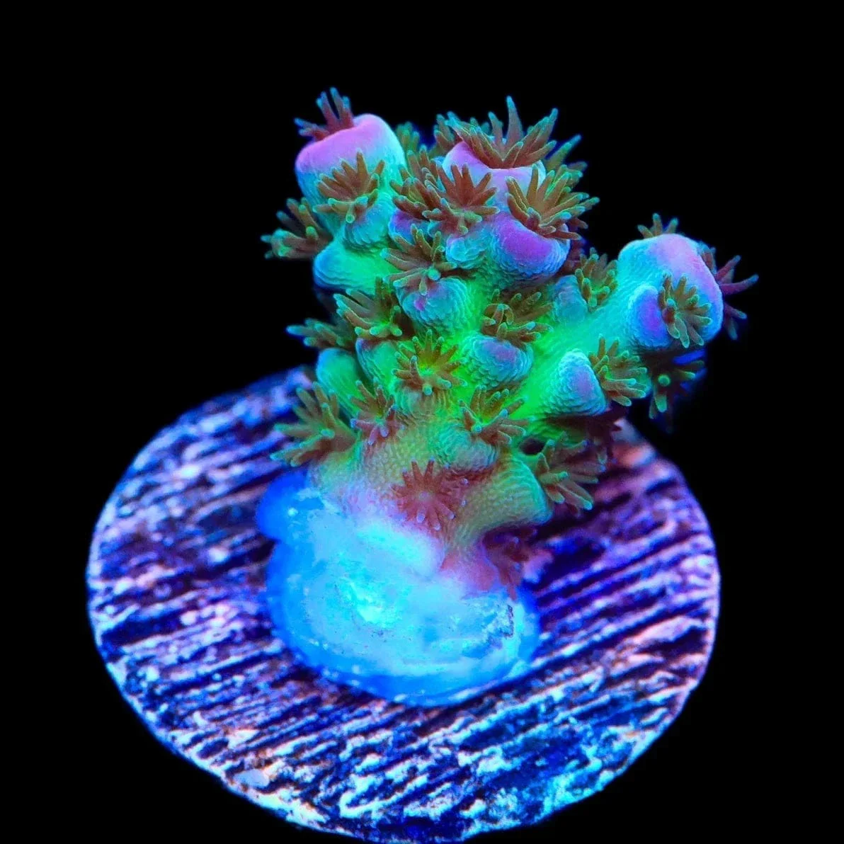 TSA Blueberry Sarmentosa Acropora Coral - Image 2