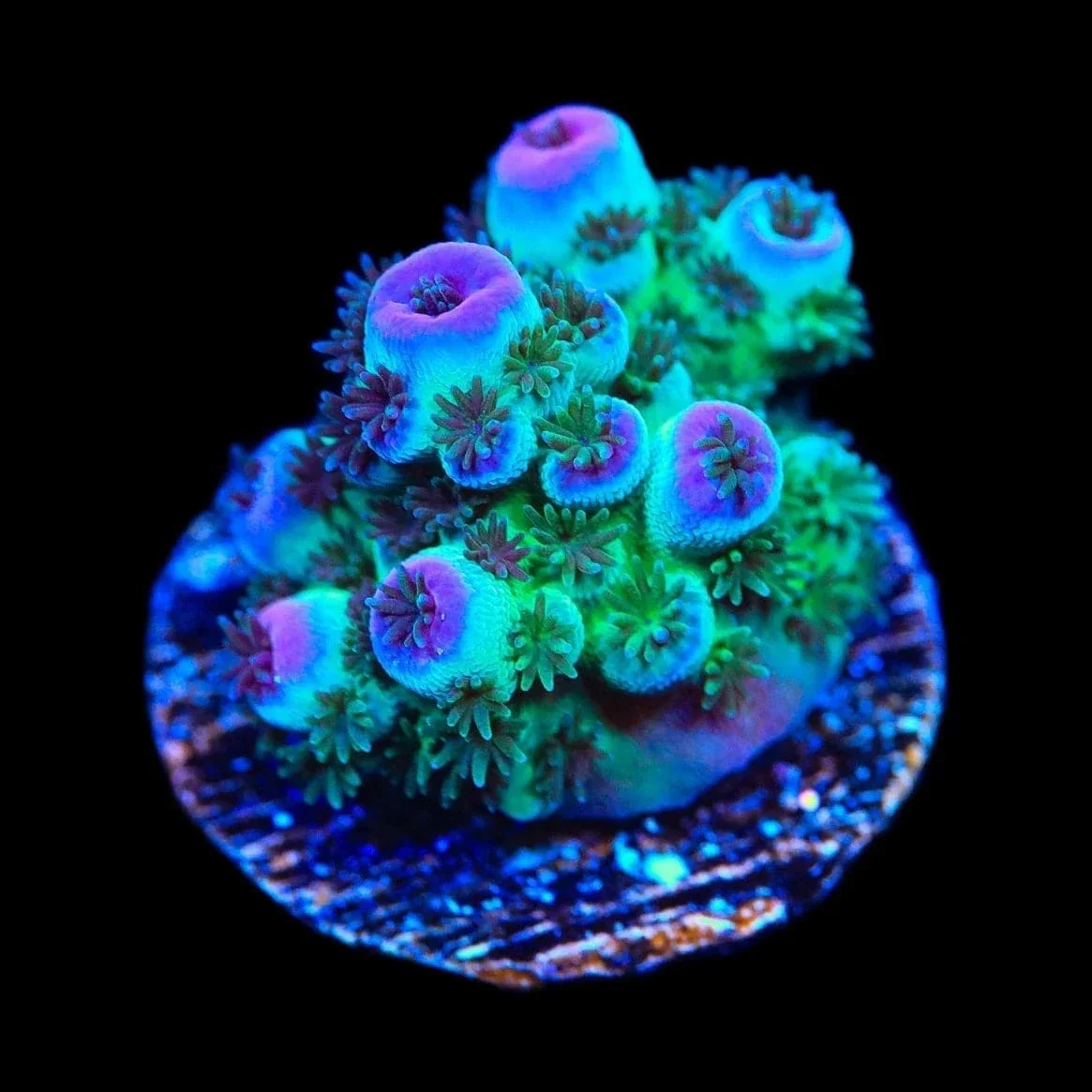 TSA Blueberry Sarmentosa Acropora Coral - Image 3