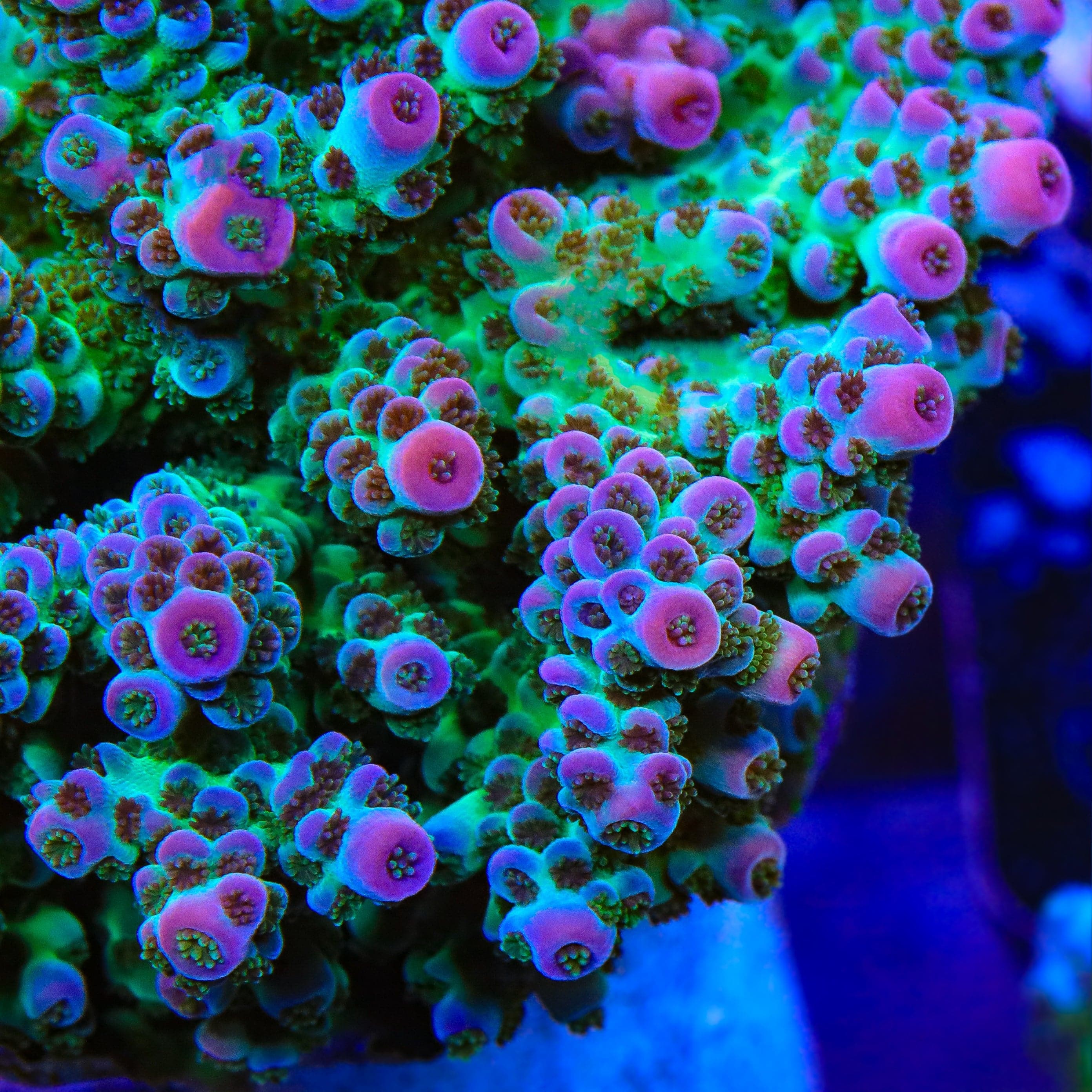TSA Blueberry Sarmentosa Acropora Coral - Image 2