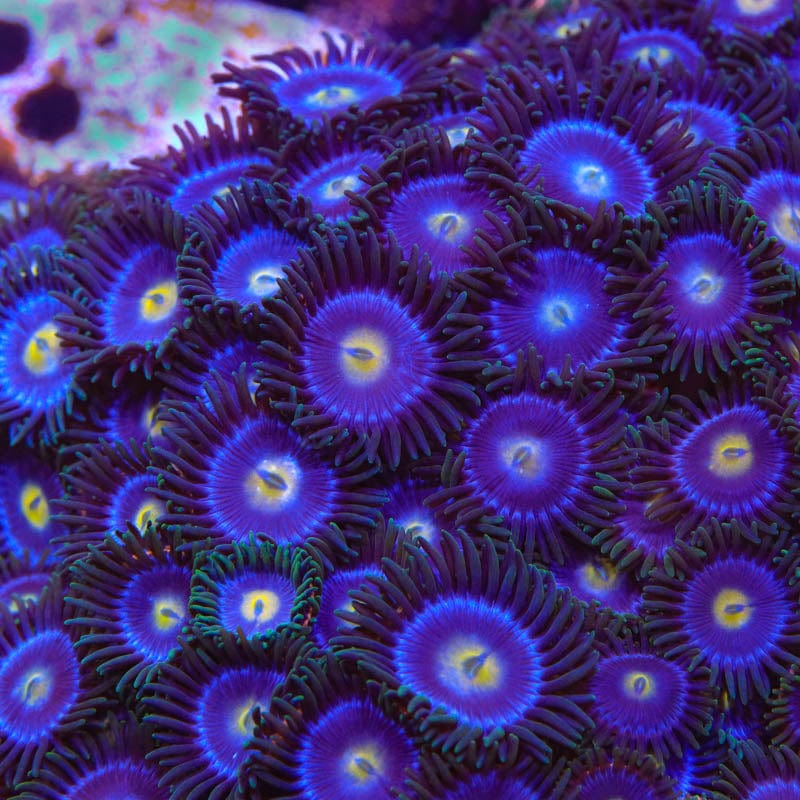 TSA Blueberry Zoanthids Coral - Image 4