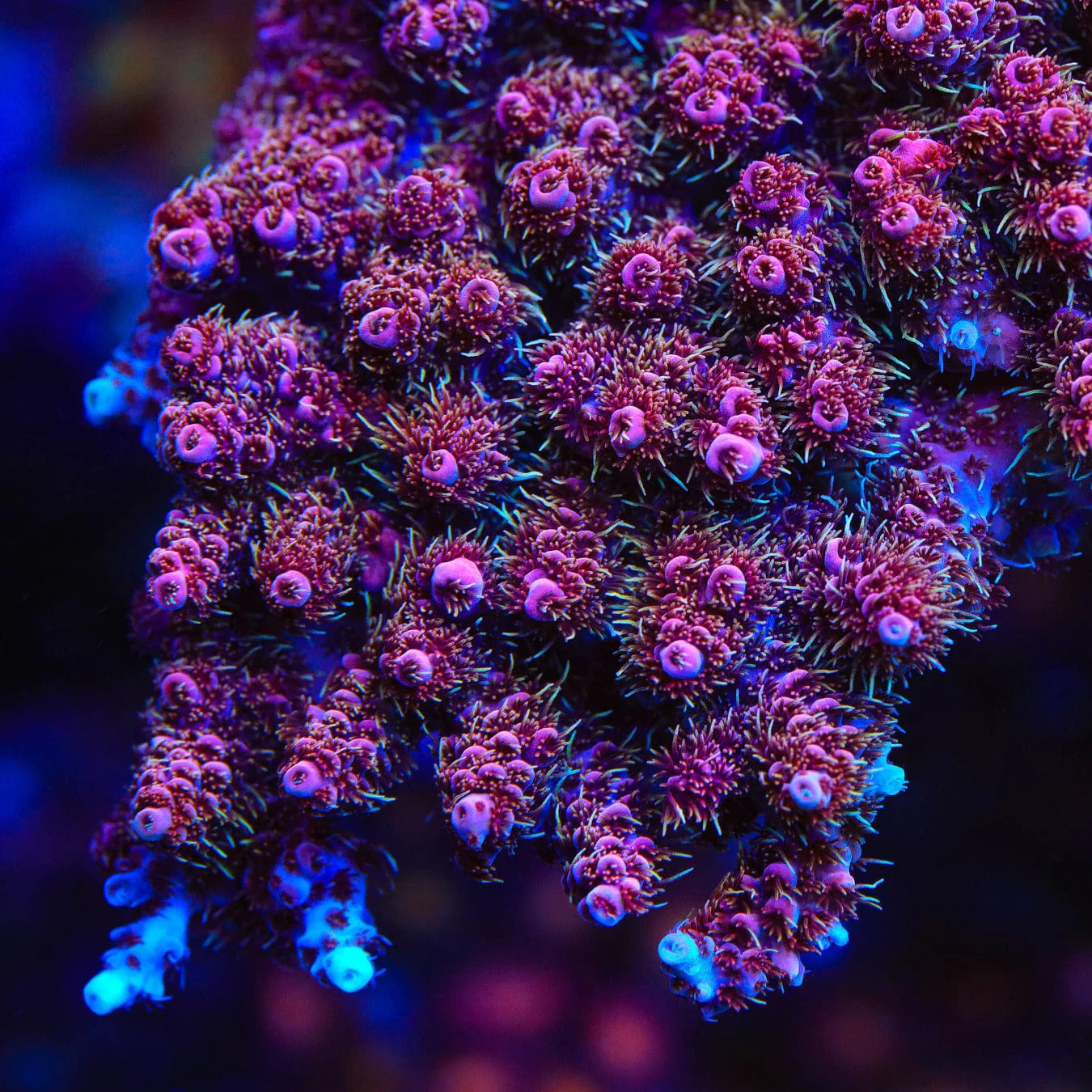 TSA Bo Katan Acropora Coral - Image 4
