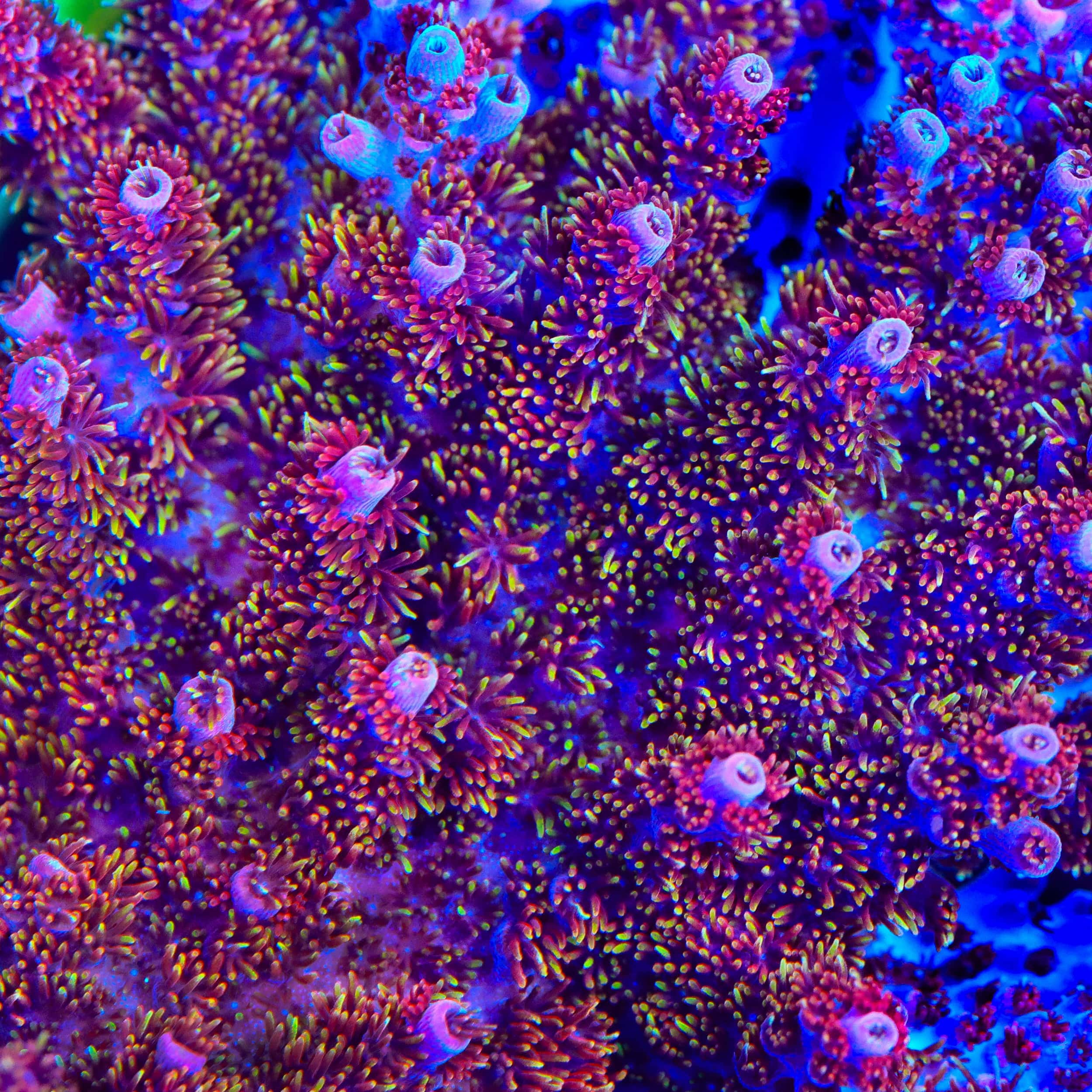 TSA Bo Katan Acropora Coral - Image 5