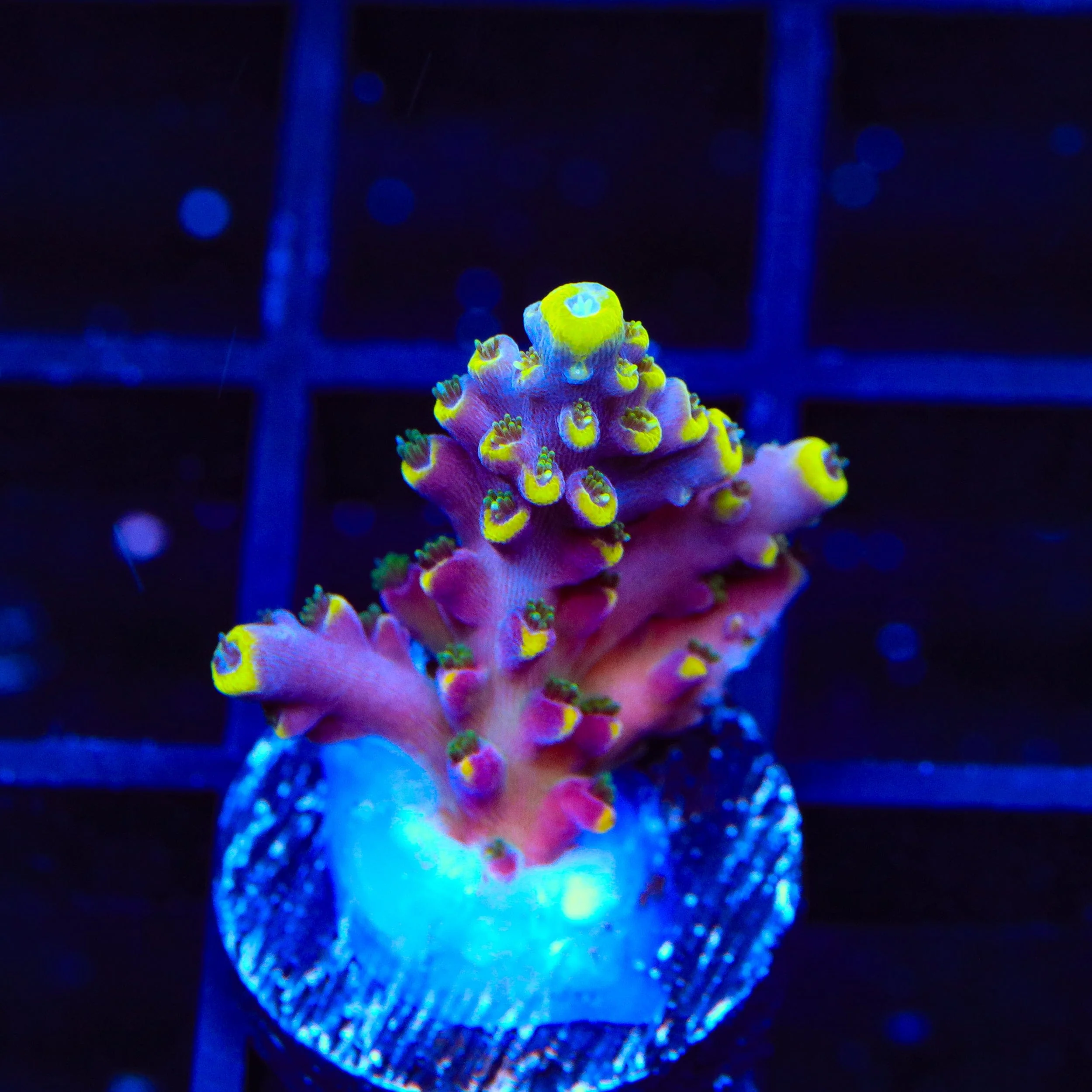 TSA Bollywood Acropora Coral - Image 2