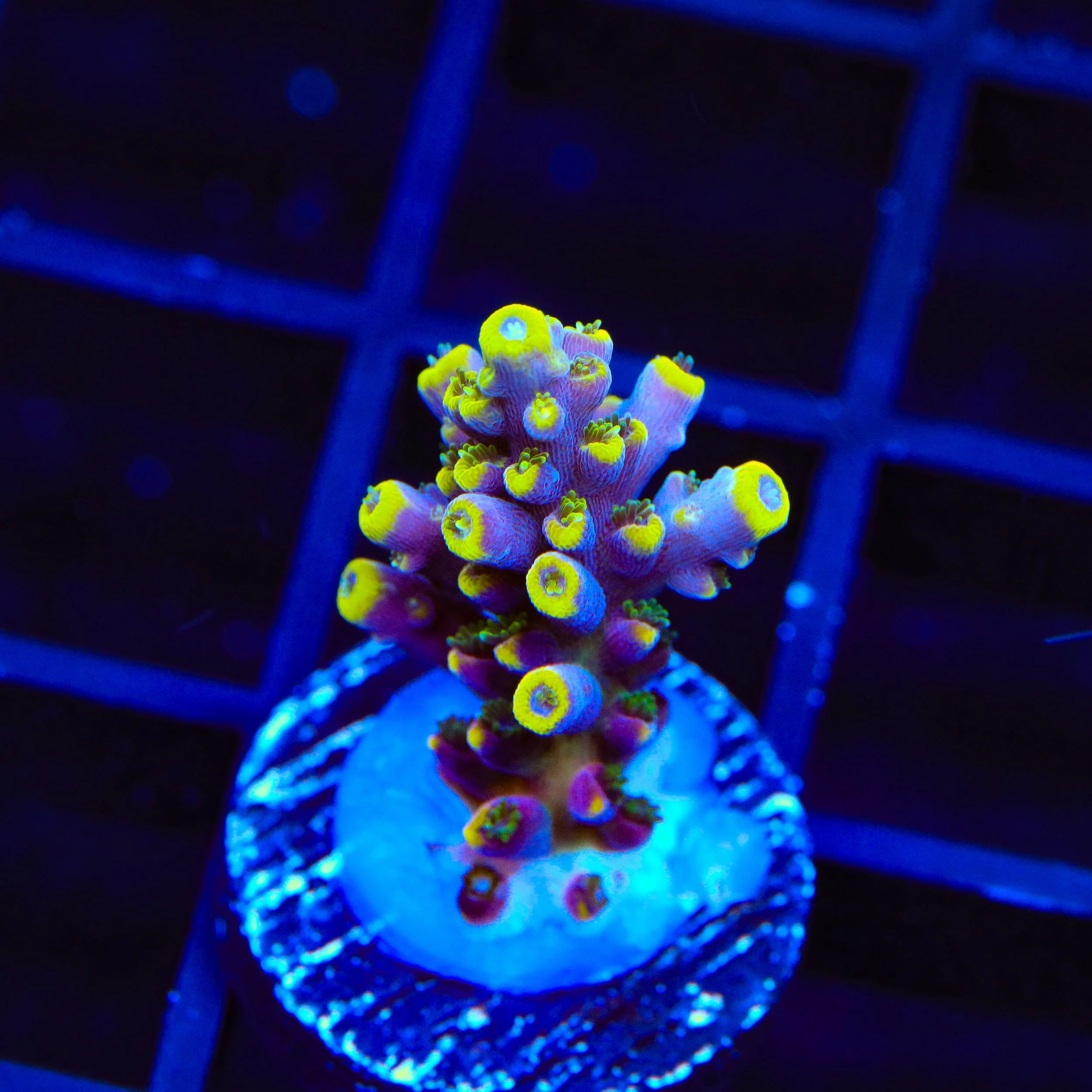 TSA Bollywood Acropora Coral - Image 3
