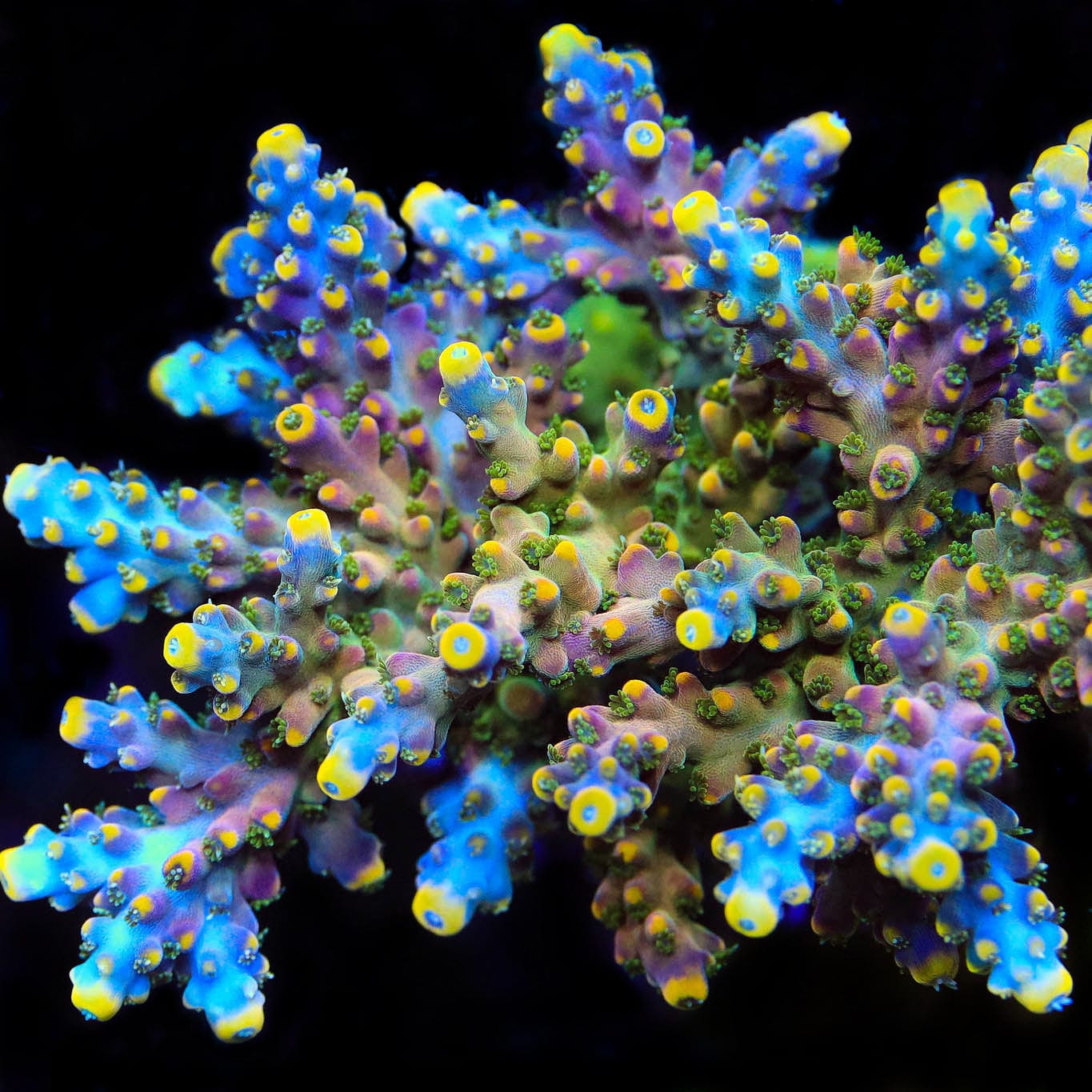 TSA Bollywood Acropora Coral - Image 5