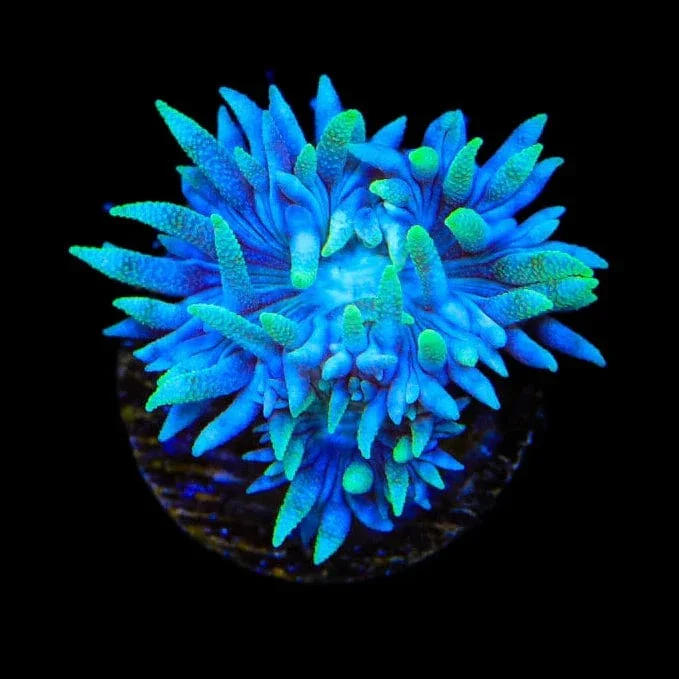 TSA Booberry Duncan Coral - Image 3