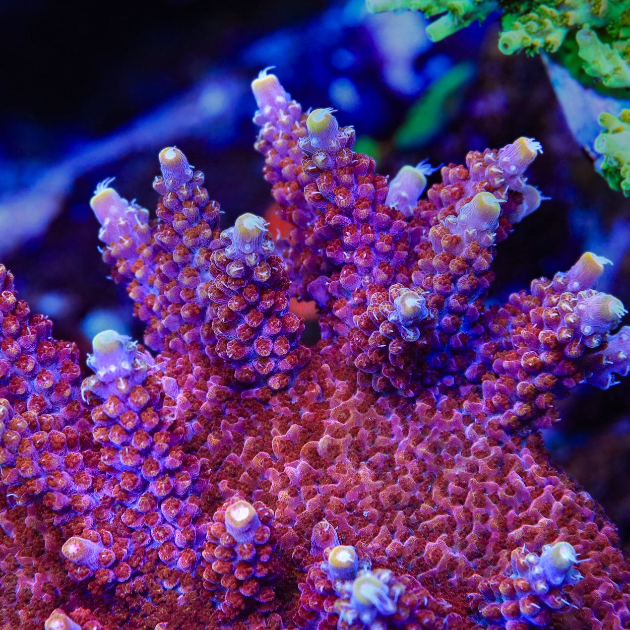 TSA Bottle Rocket Acropora Coral - Image 2