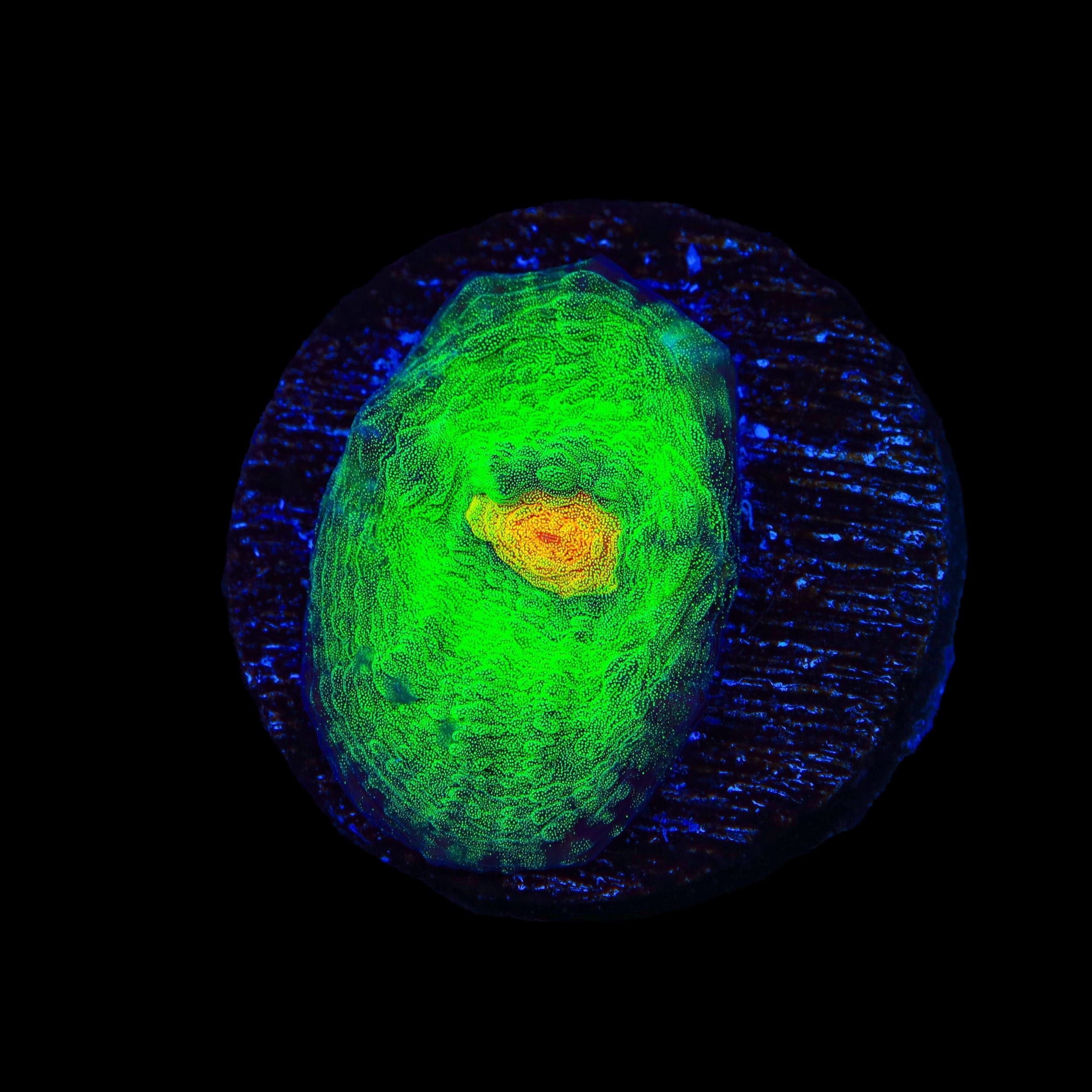 TSA Bright Side of the Moon Chalice Coral - Image 2