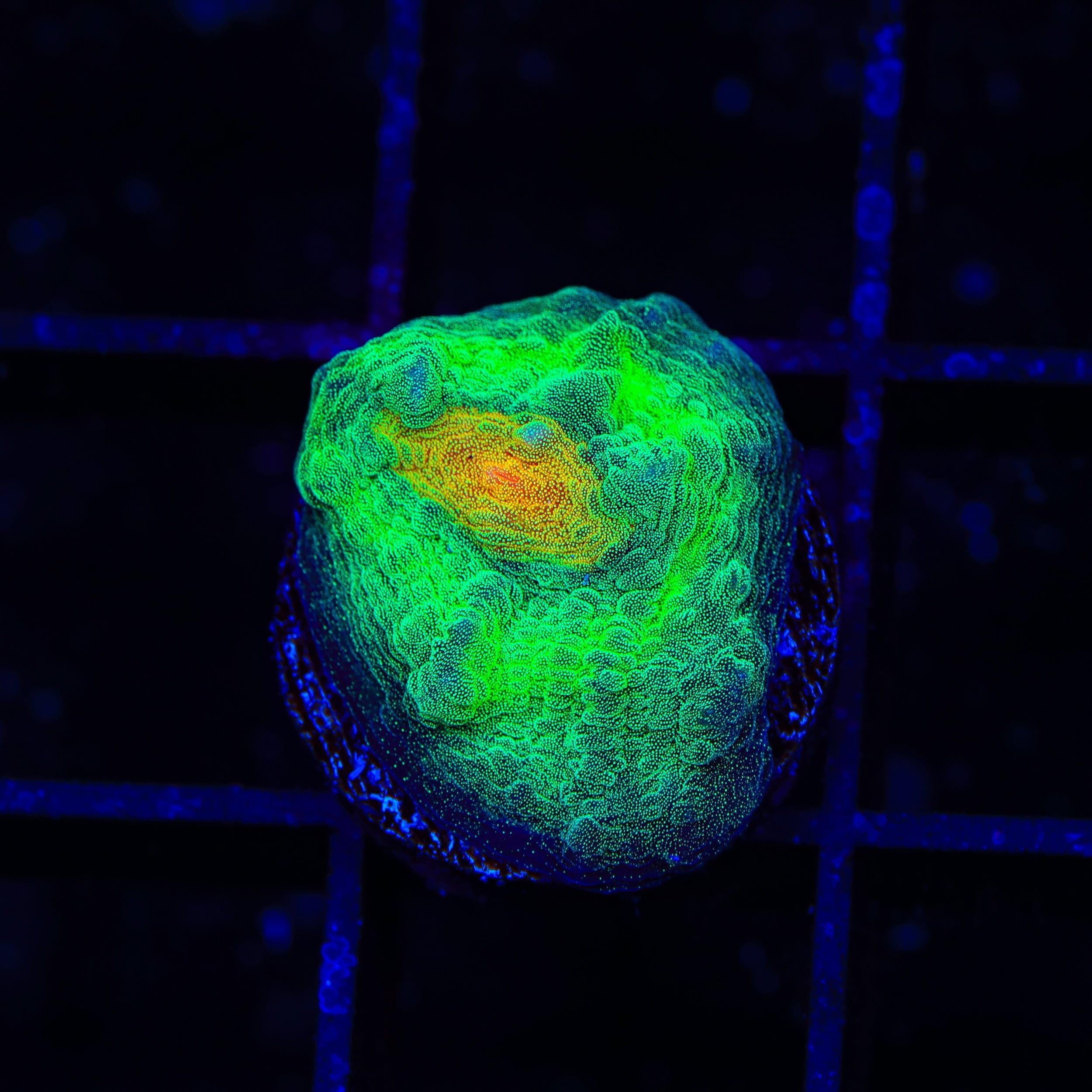 TSA Bright Side of the Moon Chalice Coral - Image 3
