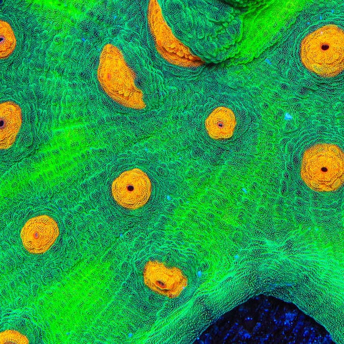 TSA Bright Side of the Moon Chalice Coral - Image 4