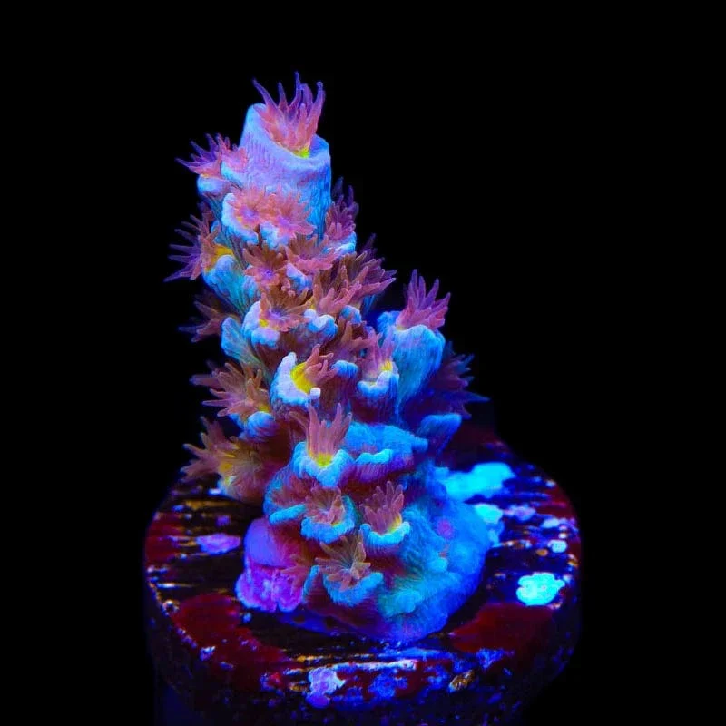 TSA Bubbleyum Tenuis Acropora Corals - Image 3
