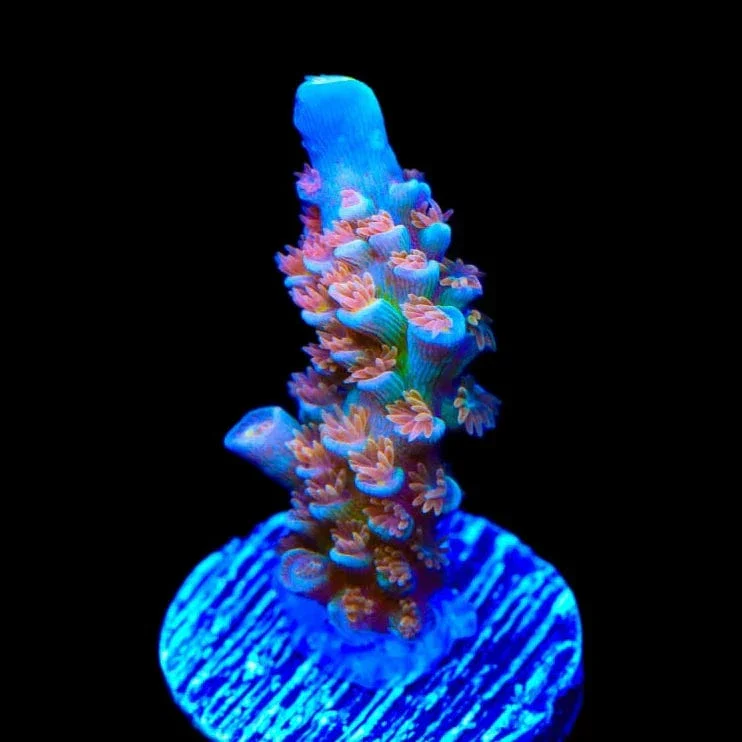TSA Bubbleyum Tenuis Acropora Corals - Image 4